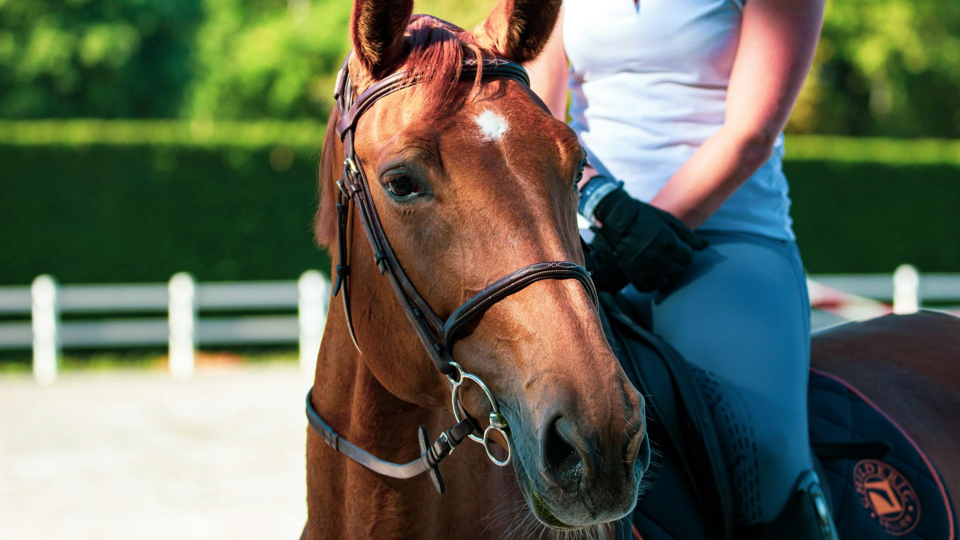 16. « Tu montes magnifiquement à cheval »