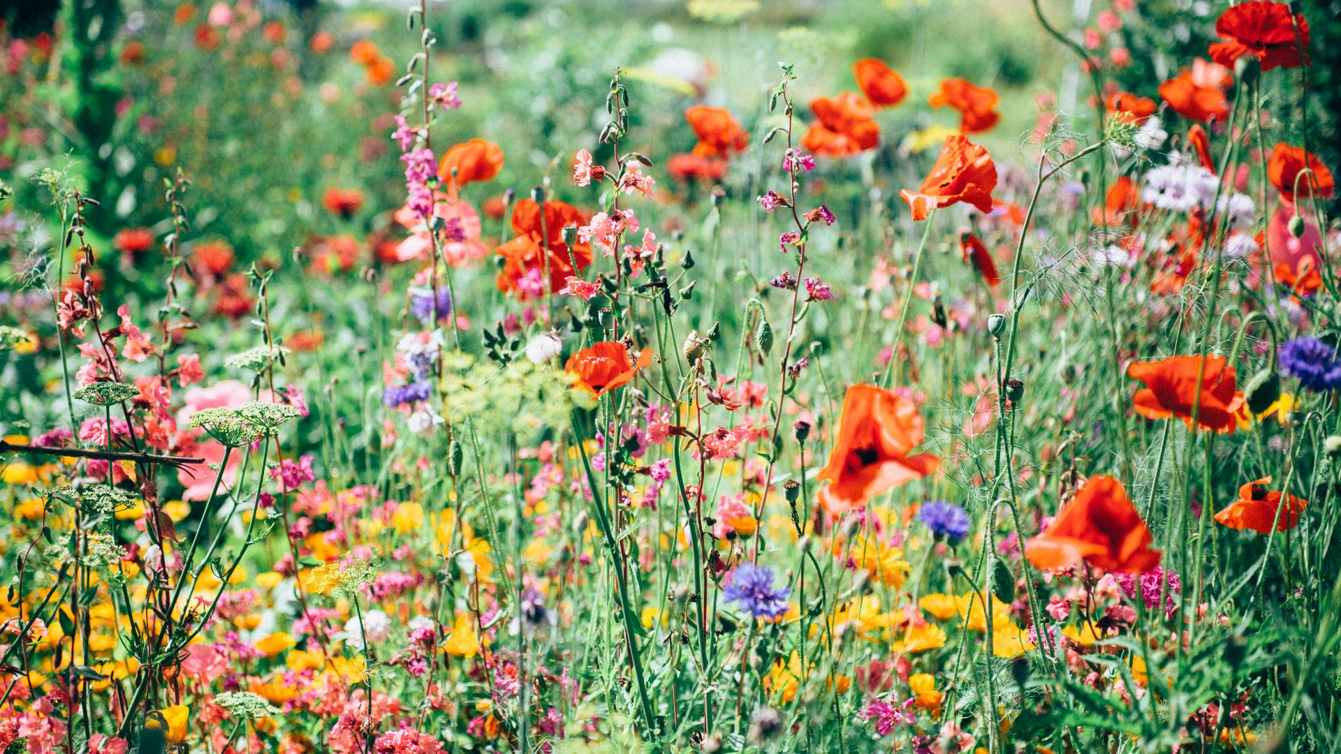 14. Fleurs