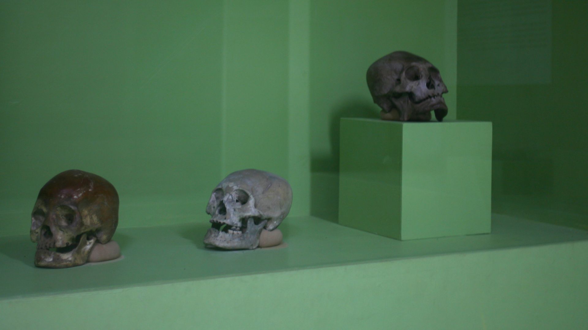 11. Crânes aplatis