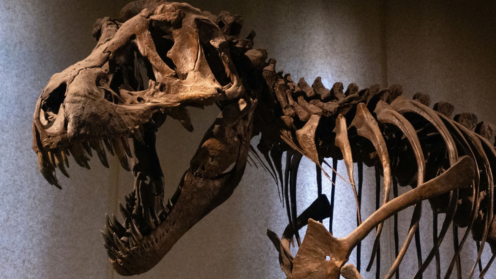 9. Le T. Rex ne pouvait pas forcément vous voir si vous restiez immobile
