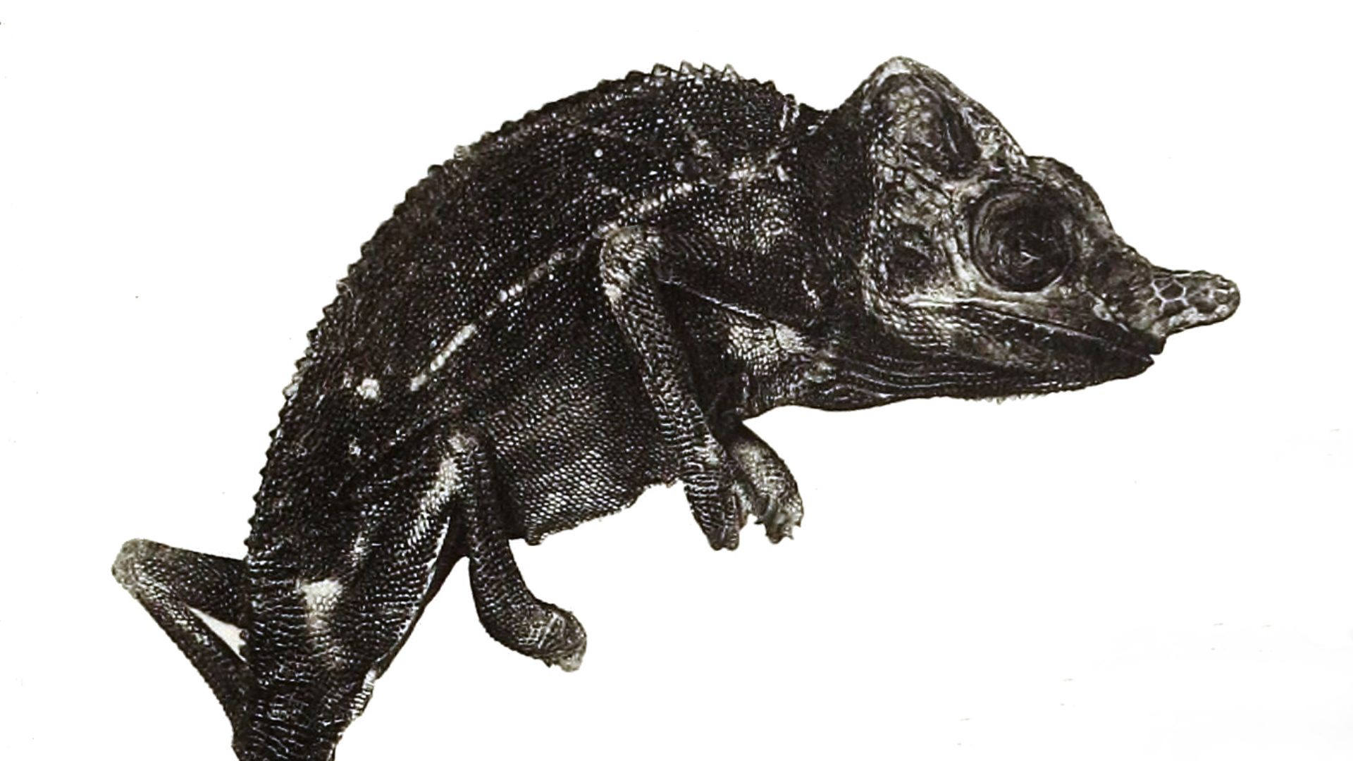 6. Le caméléon de Voeltzkow