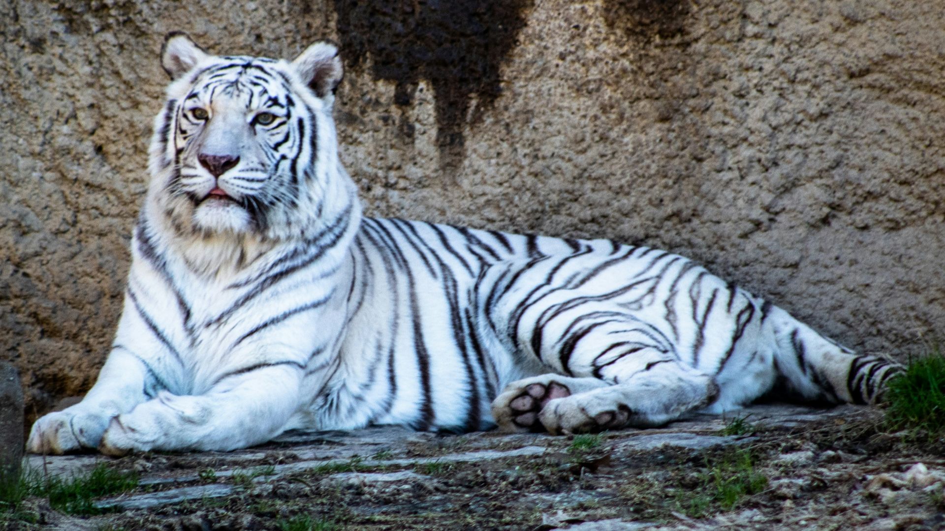 4. Un tigre de cirque a attaqué son dresseur