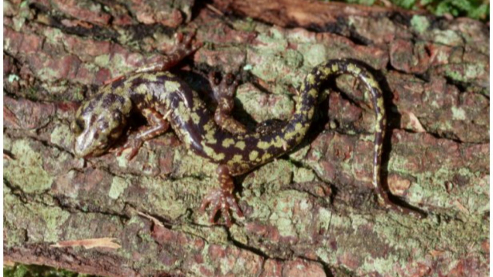 10. La salamandre grimpeuse de Jackson