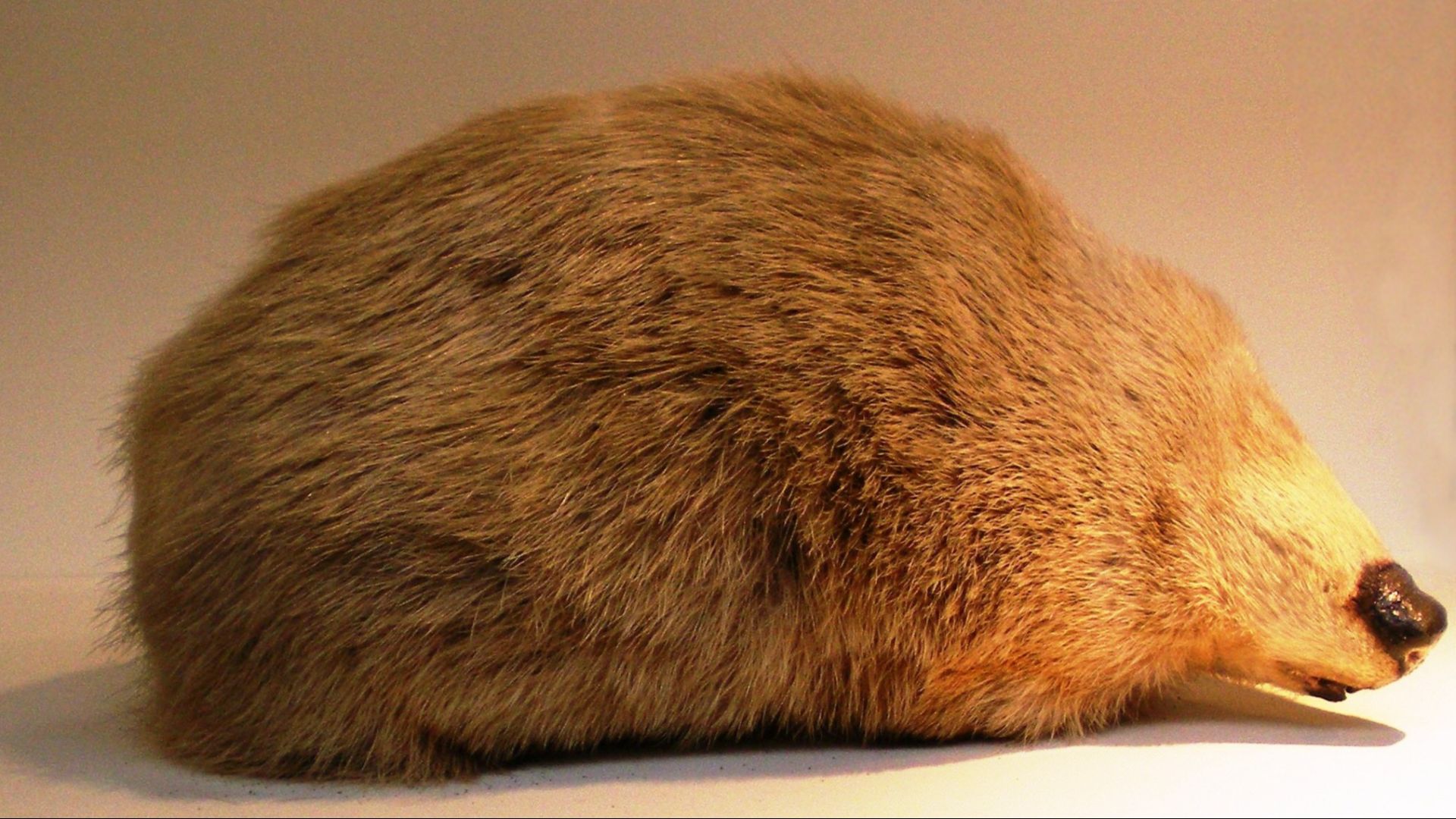 3. La taupe dorée de De Winton