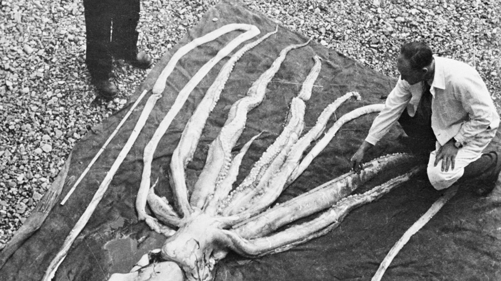 20 animaux rares qui n’ont été observés qu’une seule fois