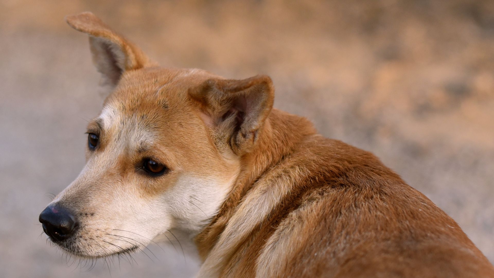 7. Chien sauvage des hautes terres de Nouvelle-Guinée