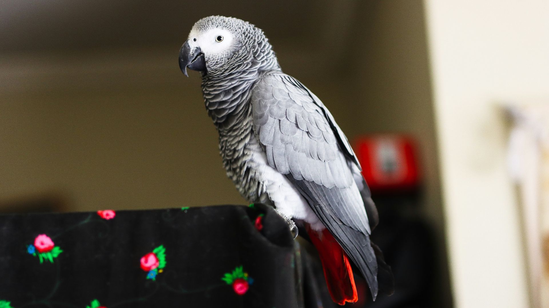 4. Les perroquets gris de la reine Victoria