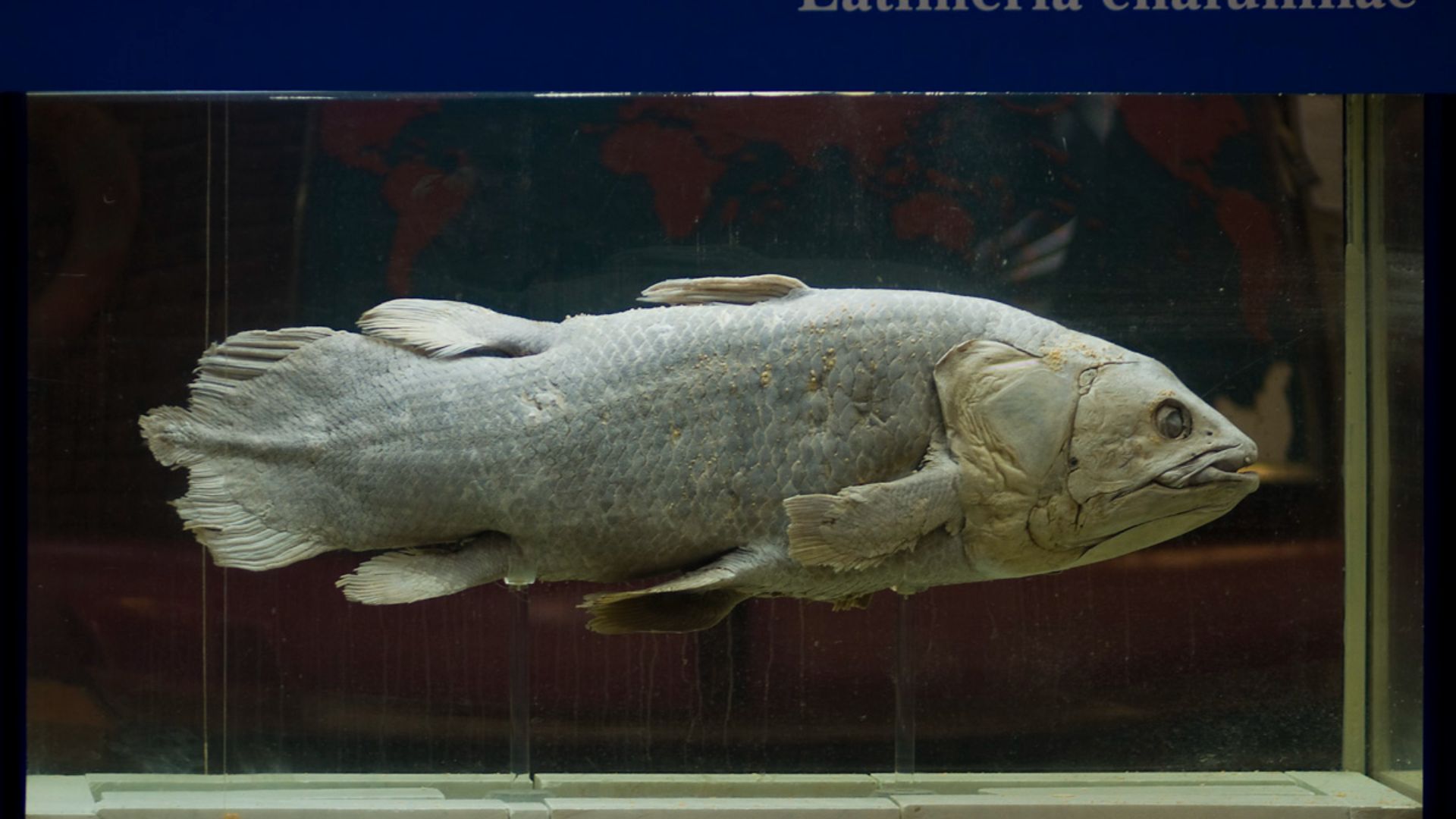 12. Le cœlacanthe