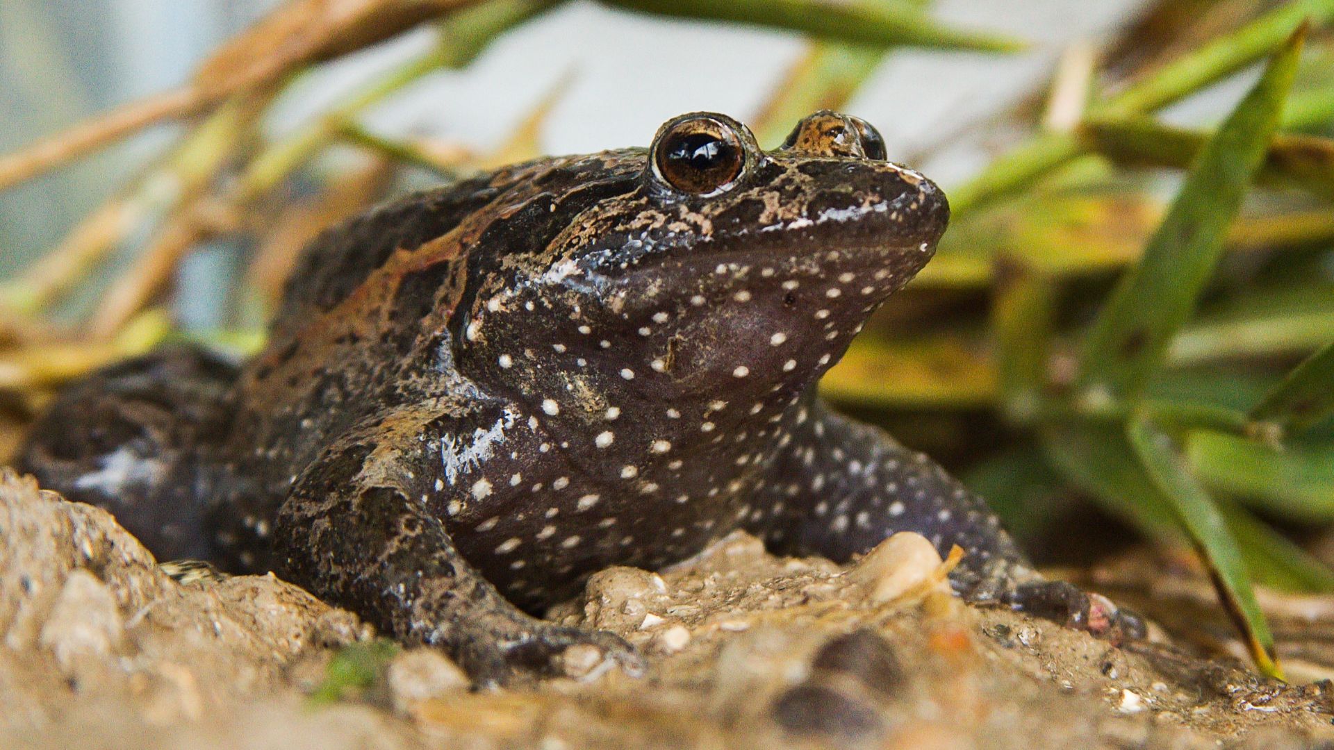 19. Grenouille peinte « Hula »