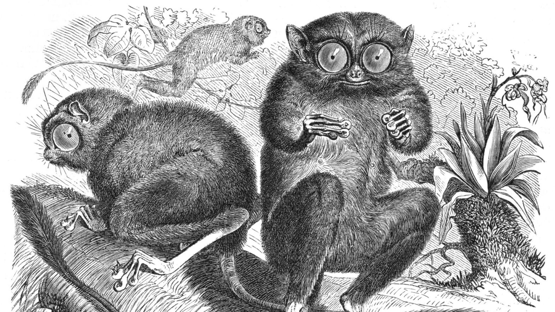20. Tarsier pygmée