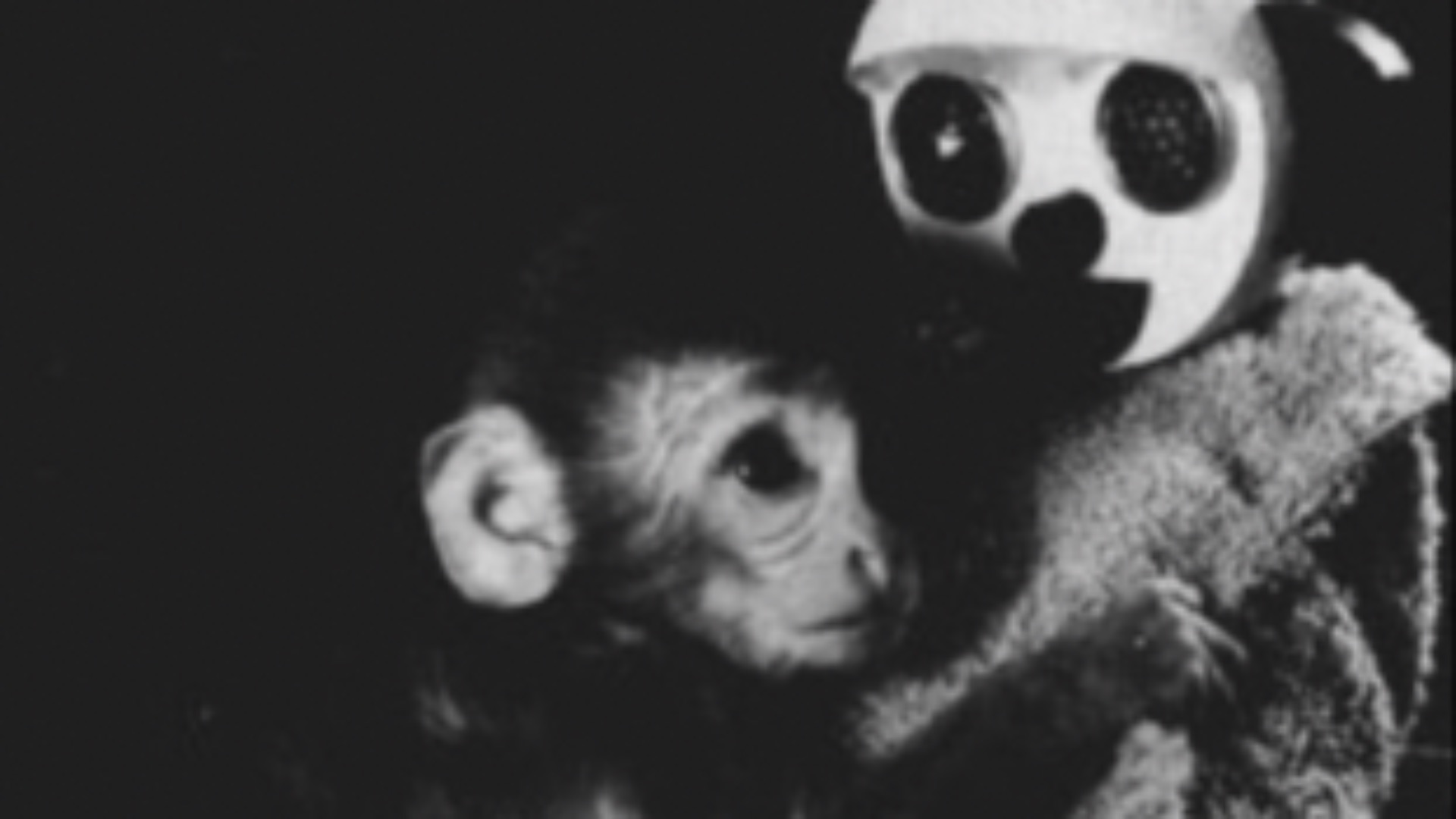 19. Les expériences d'Harry Harlow sur la privation maternelle