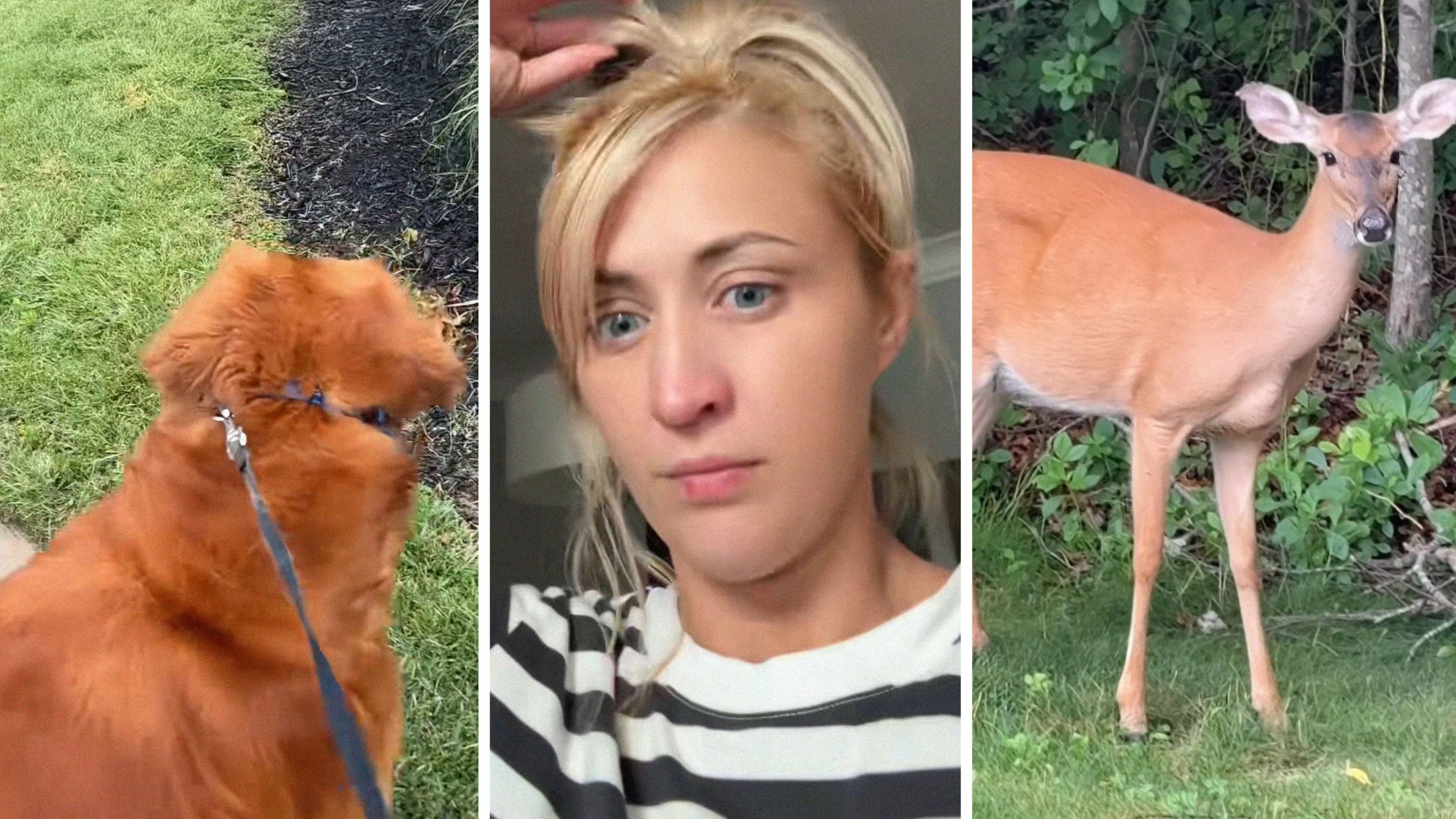 New York Woman takes her golden retriever for a walk. Then a doe approaches them. At first it seems cute, but then it keeps following them: ‘I’m scared’