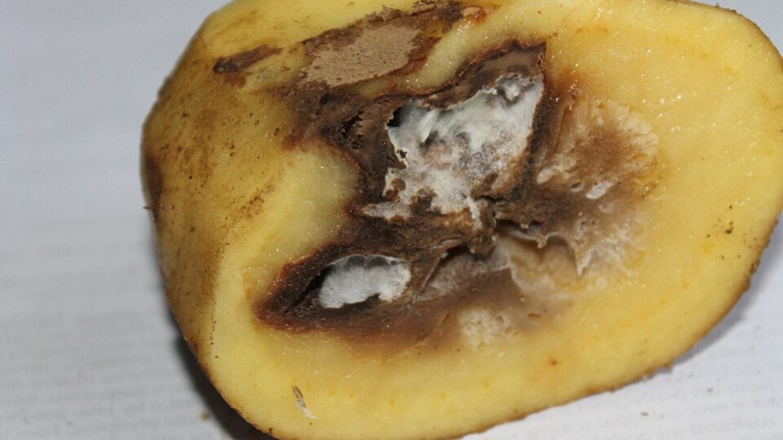 6. One Organism Annihilated The Whole Arrangement