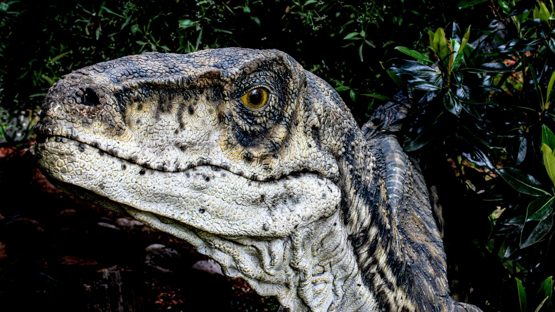3. Les vélociraptors étaient bien plus petits