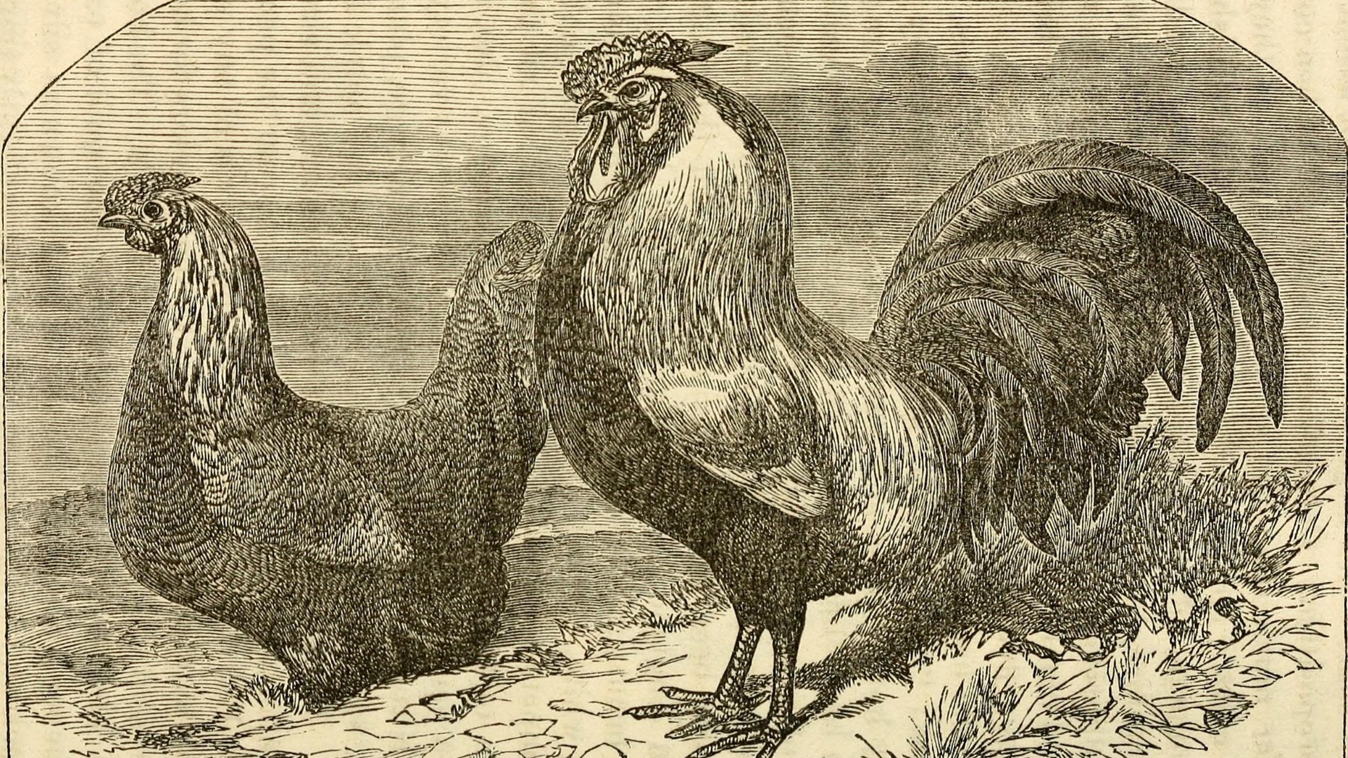 11. Le plumage de la volaille