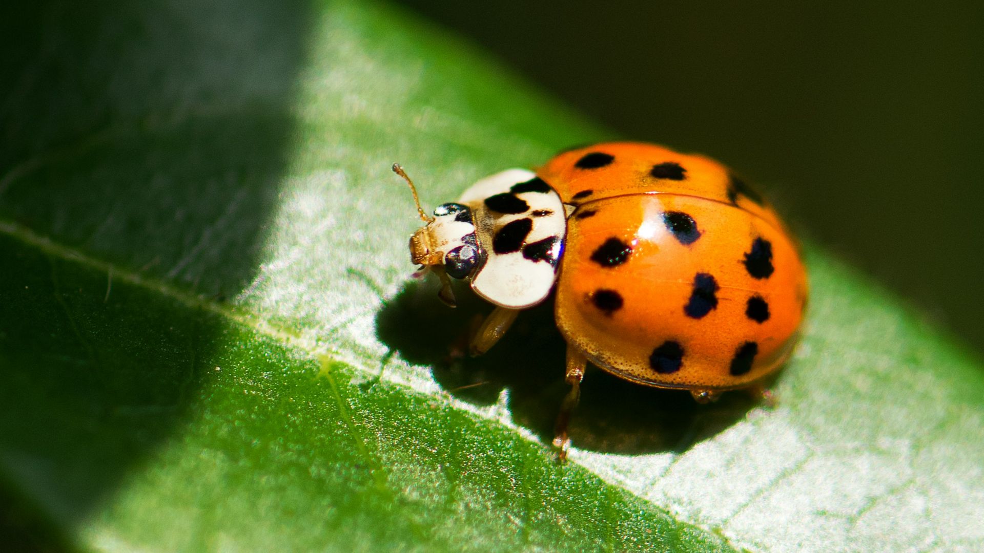 7. Une coccinelle