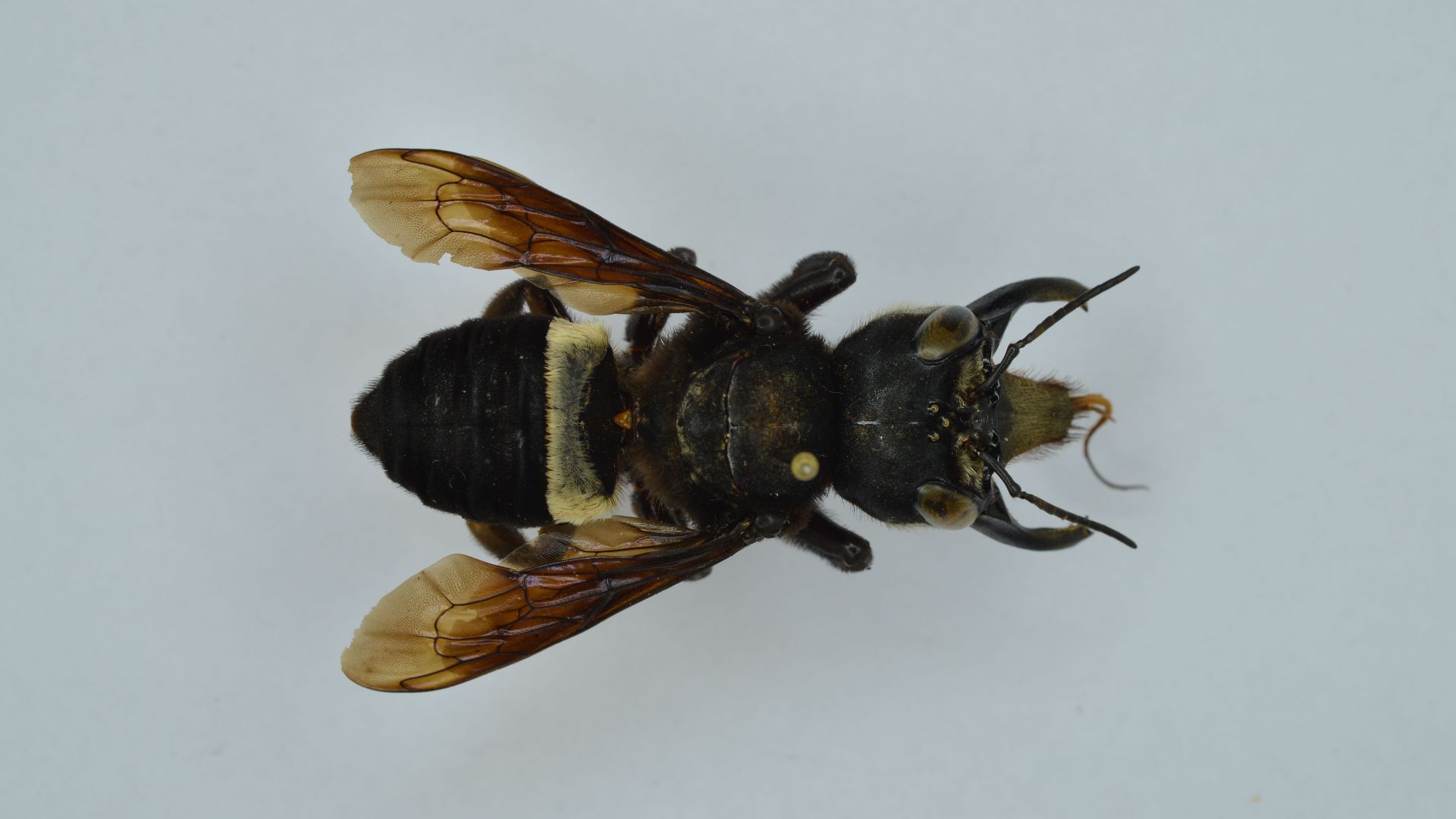 5. L'abeille géante de Wallace