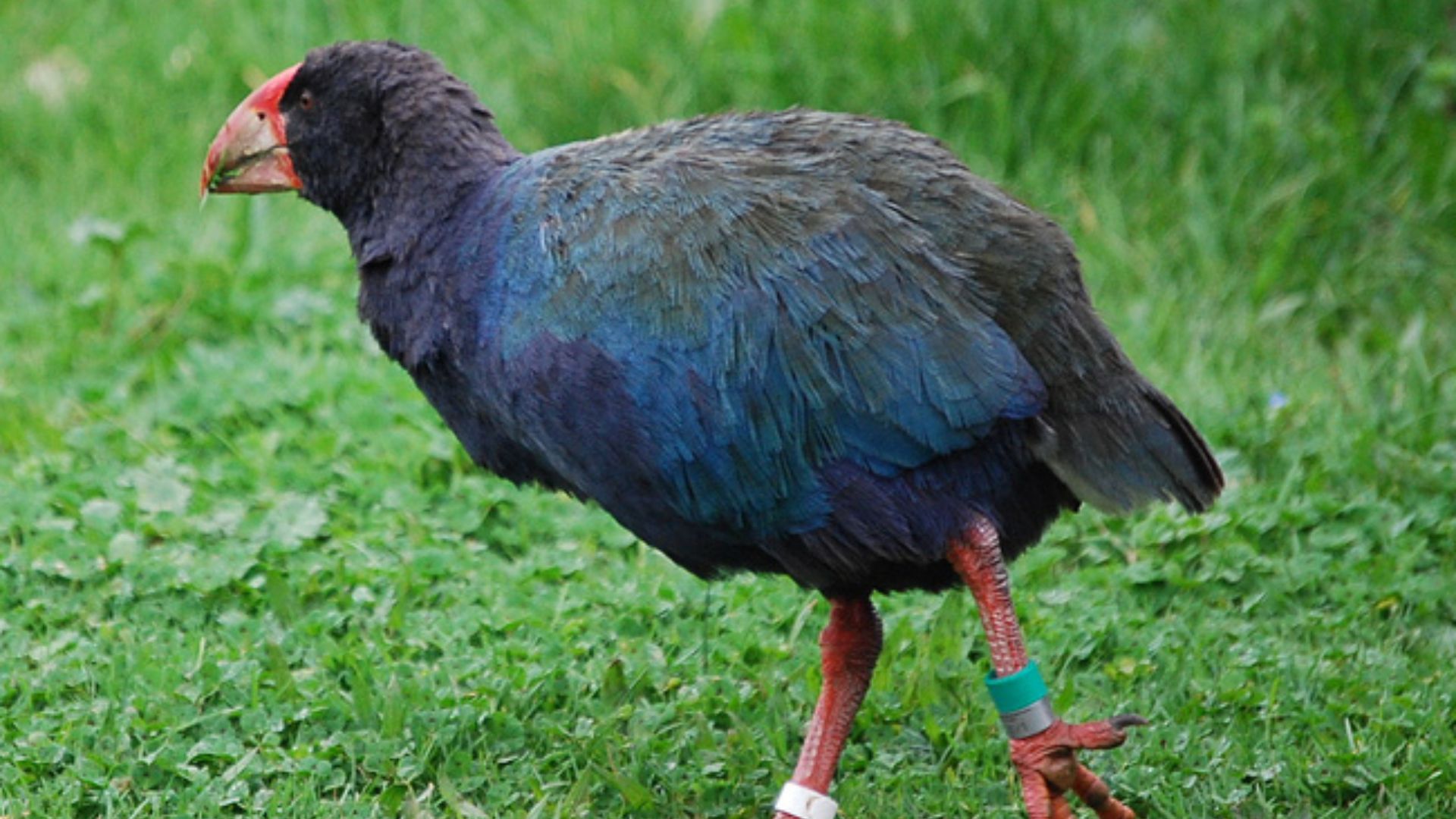 13. Takahē