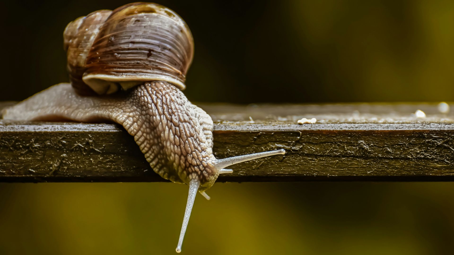 8. Un escargot