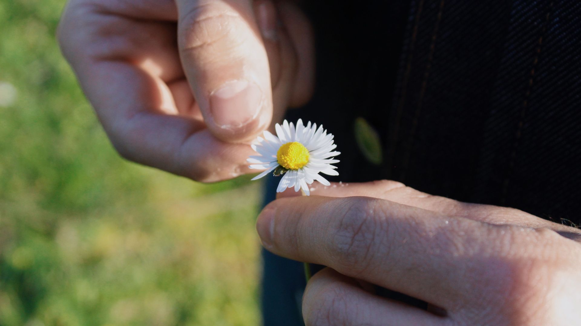 1. Pétales de fleurs