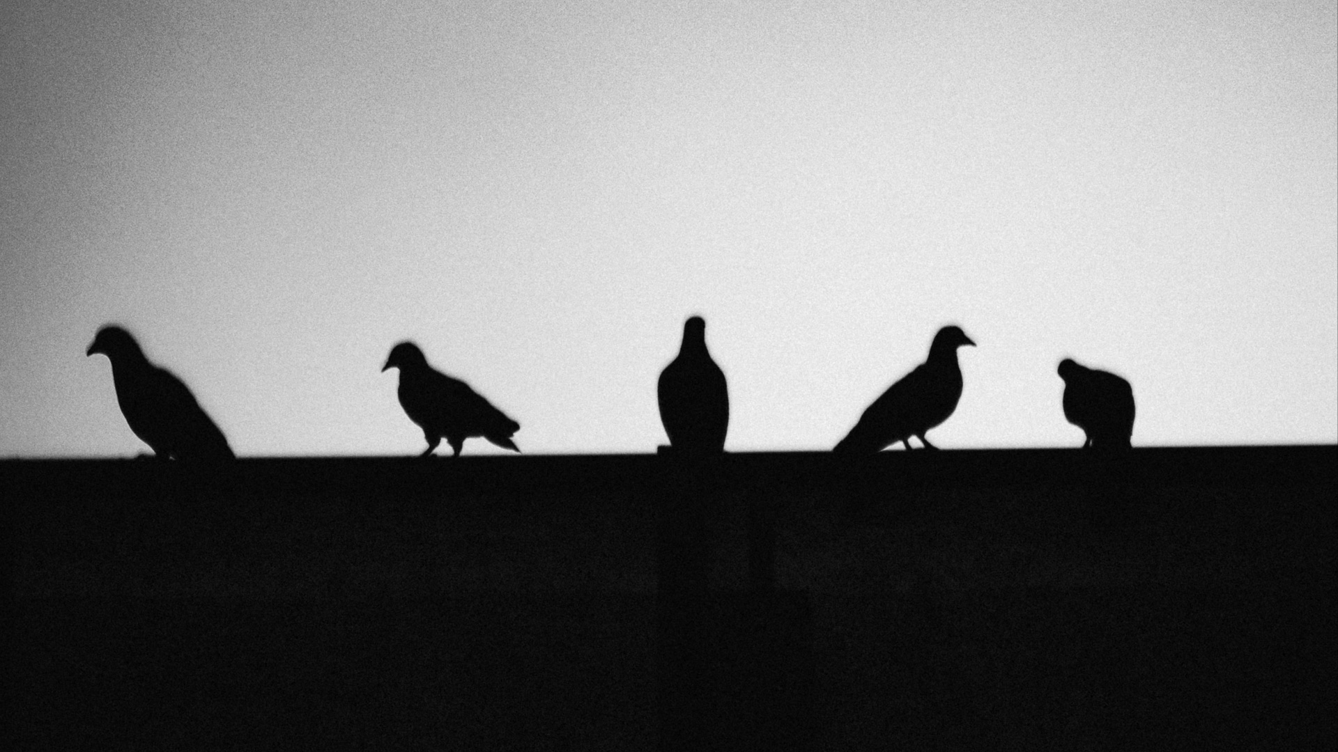 6. Les oiseaux pourraient annoncer une mort imminente