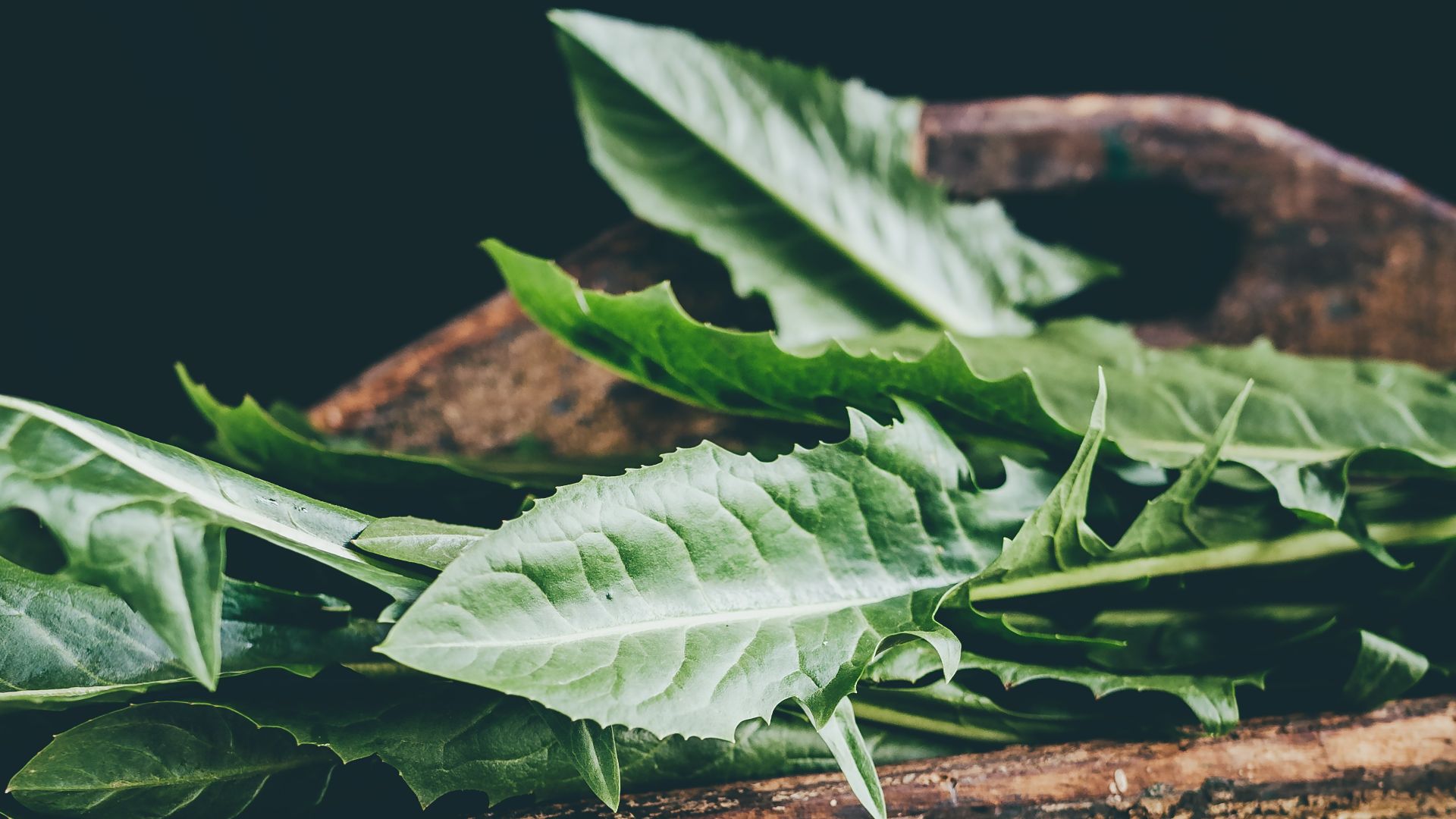 10. Ils ont mangé des feuilles de pissenlit