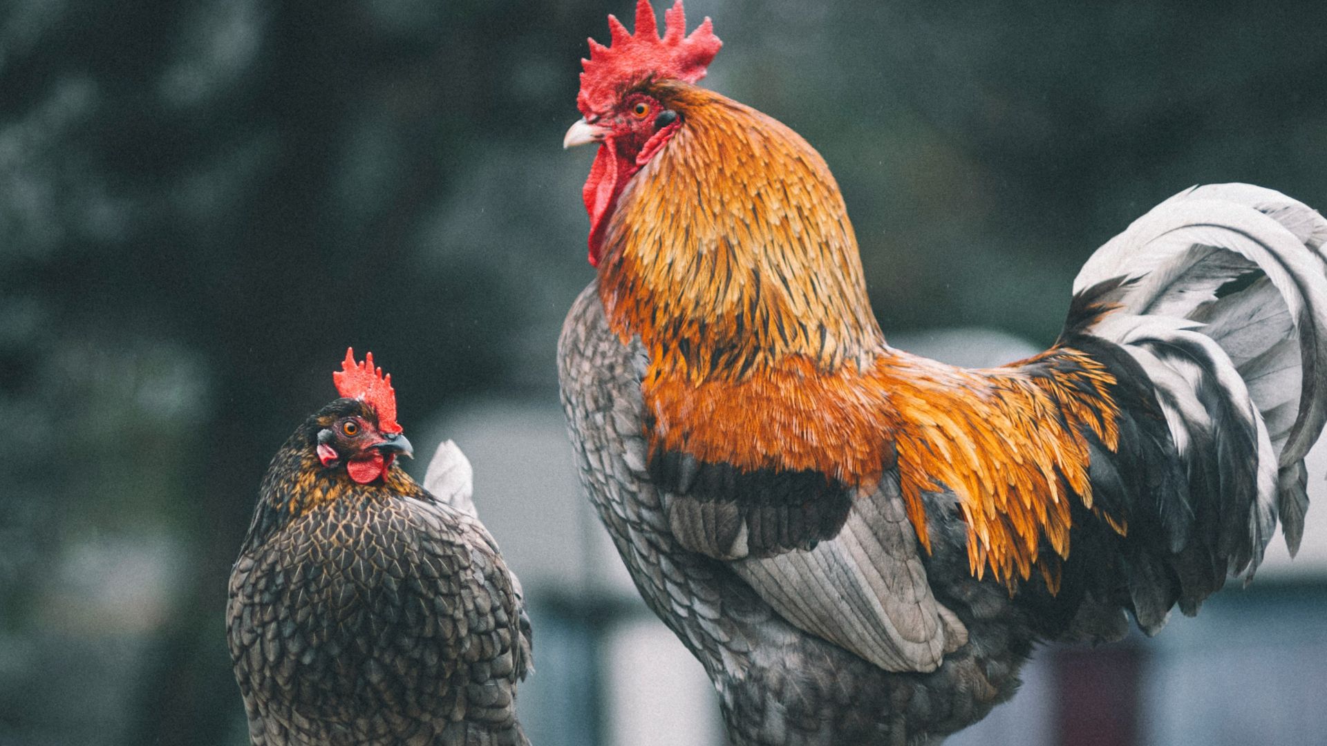 16. Les poulets