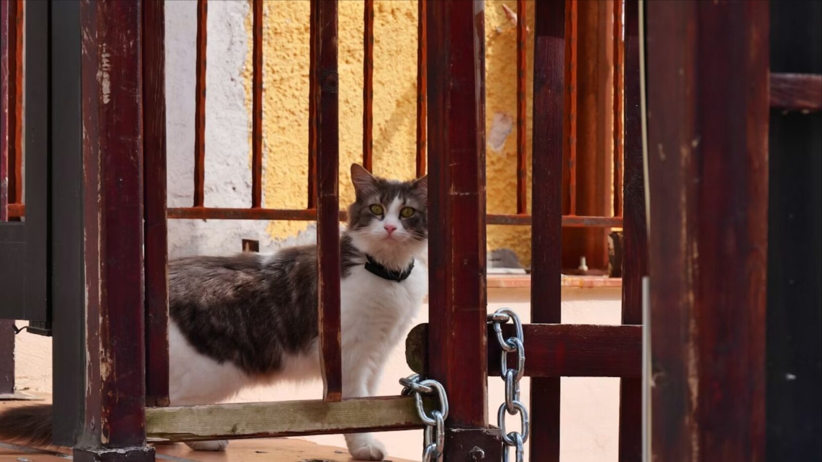 16. Killing A Cat Could Get You Executed