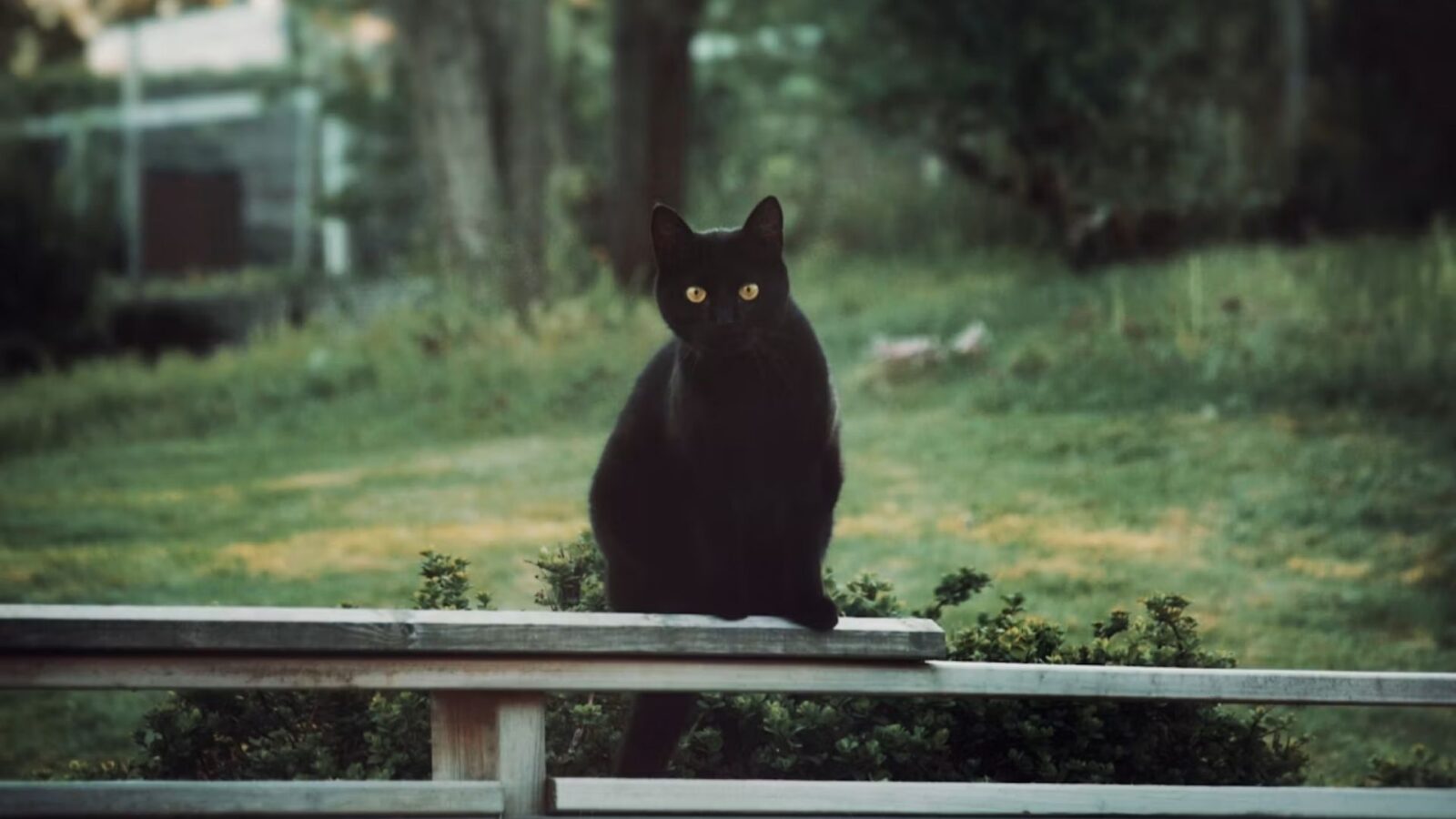 7. Cats Were Considered The Devil's Animal Back Then