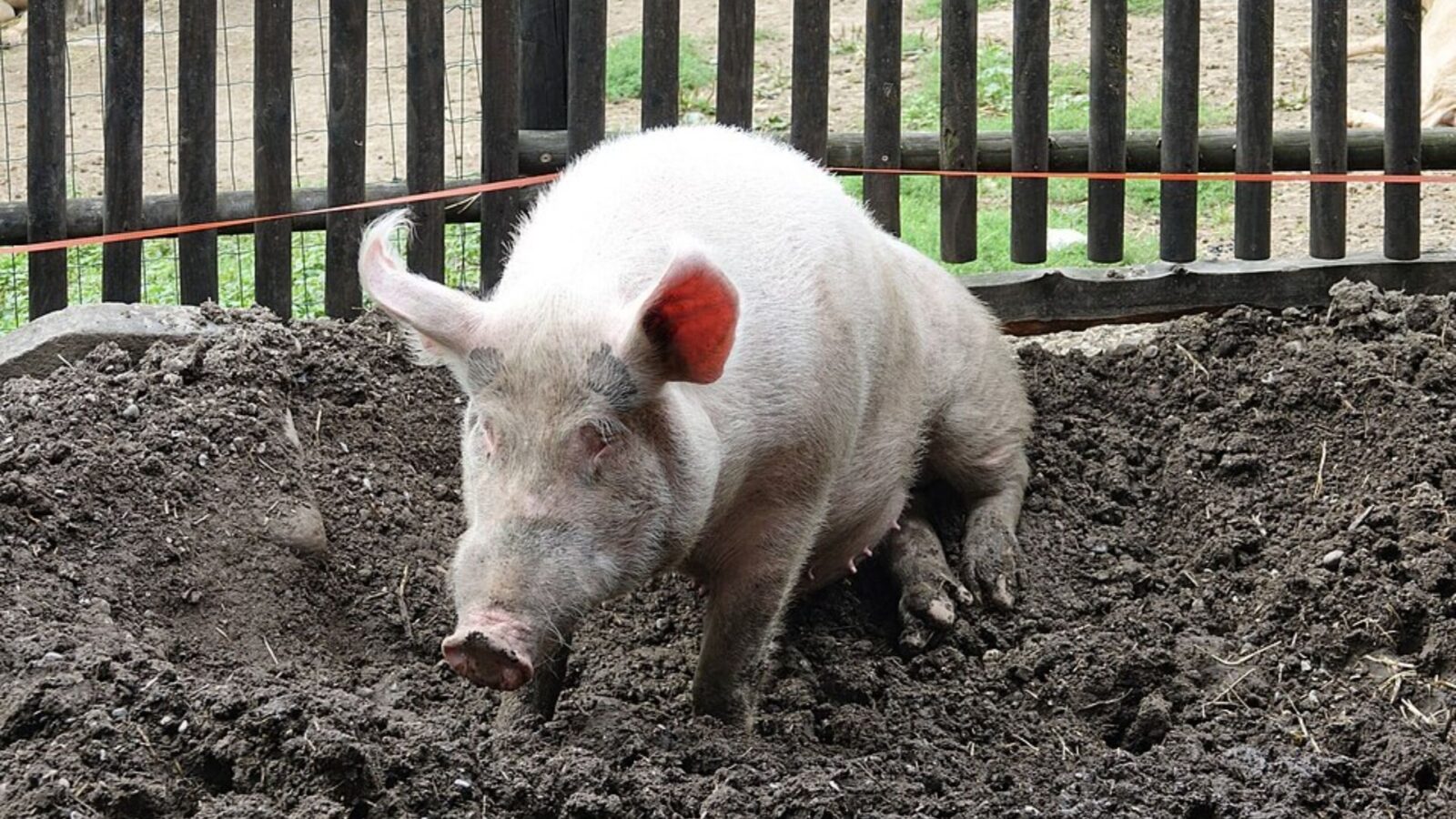 2. The United States And Britain Were Ready To Fight Over A Pig