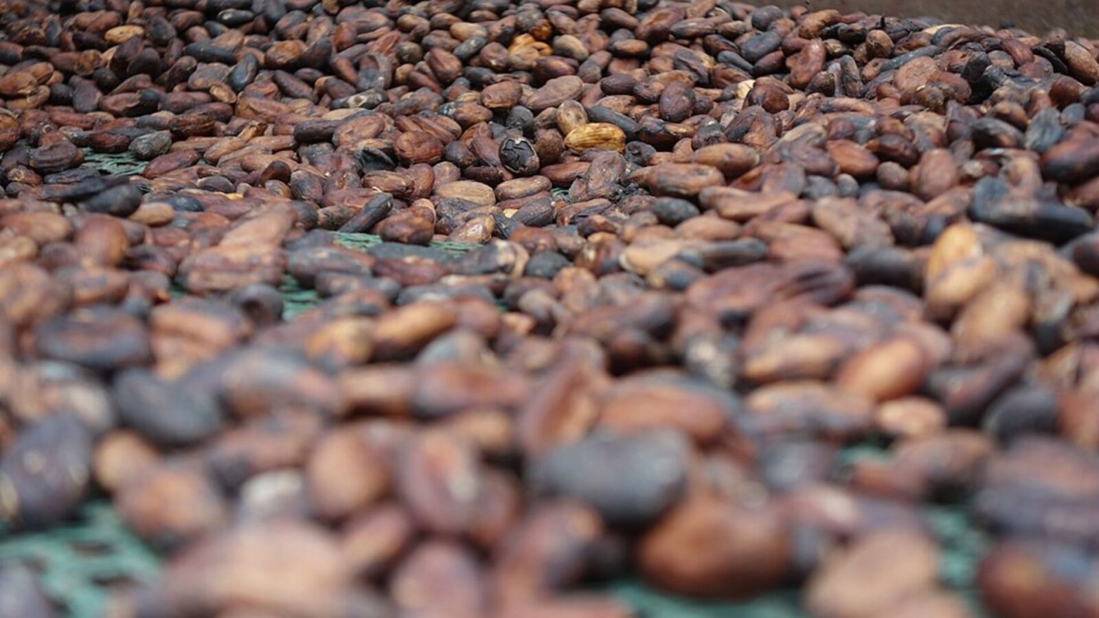 7. The Maya And Aztecs Paid In Cacao Beans