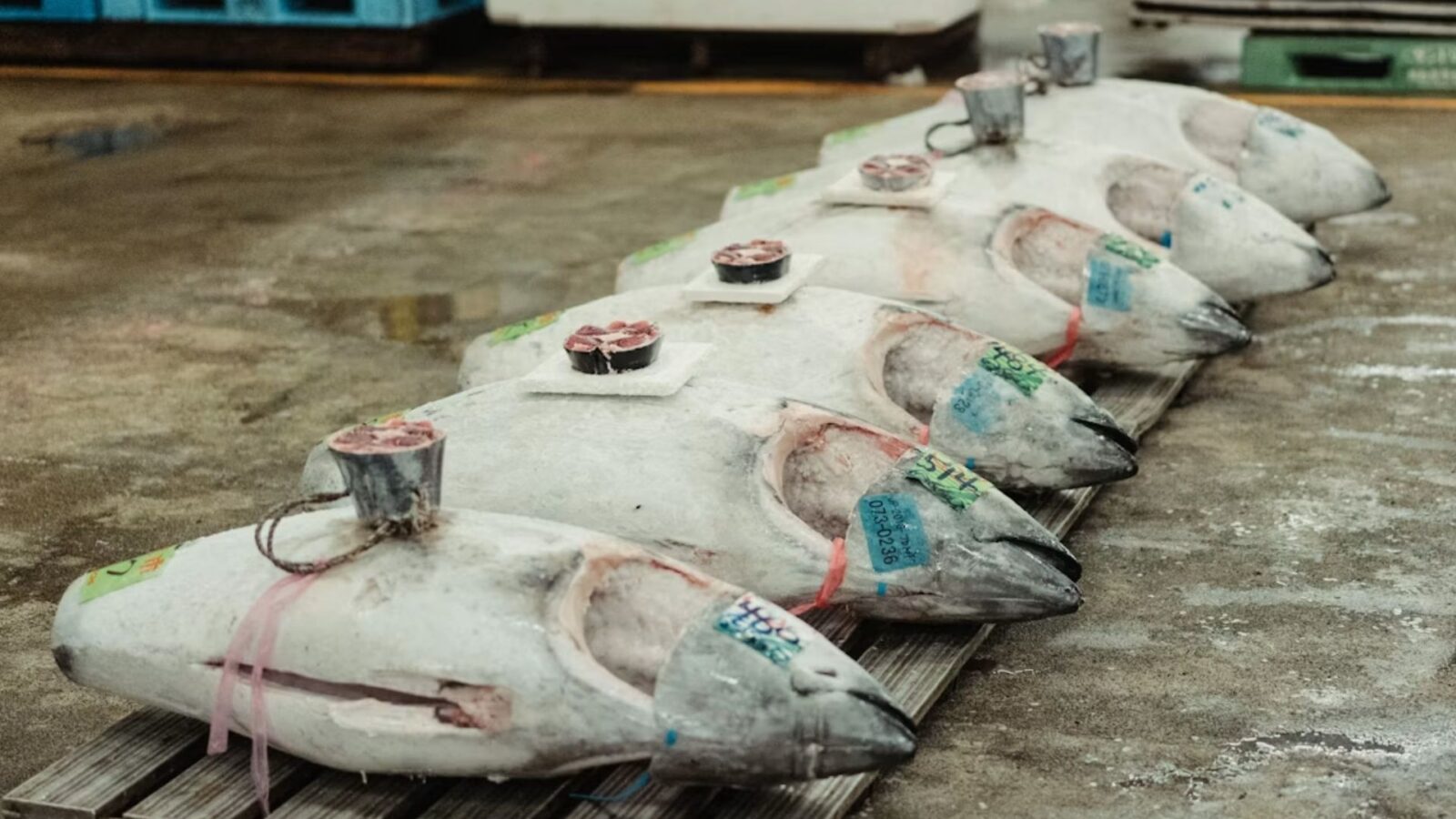 14. Something Fishy This Way Comes