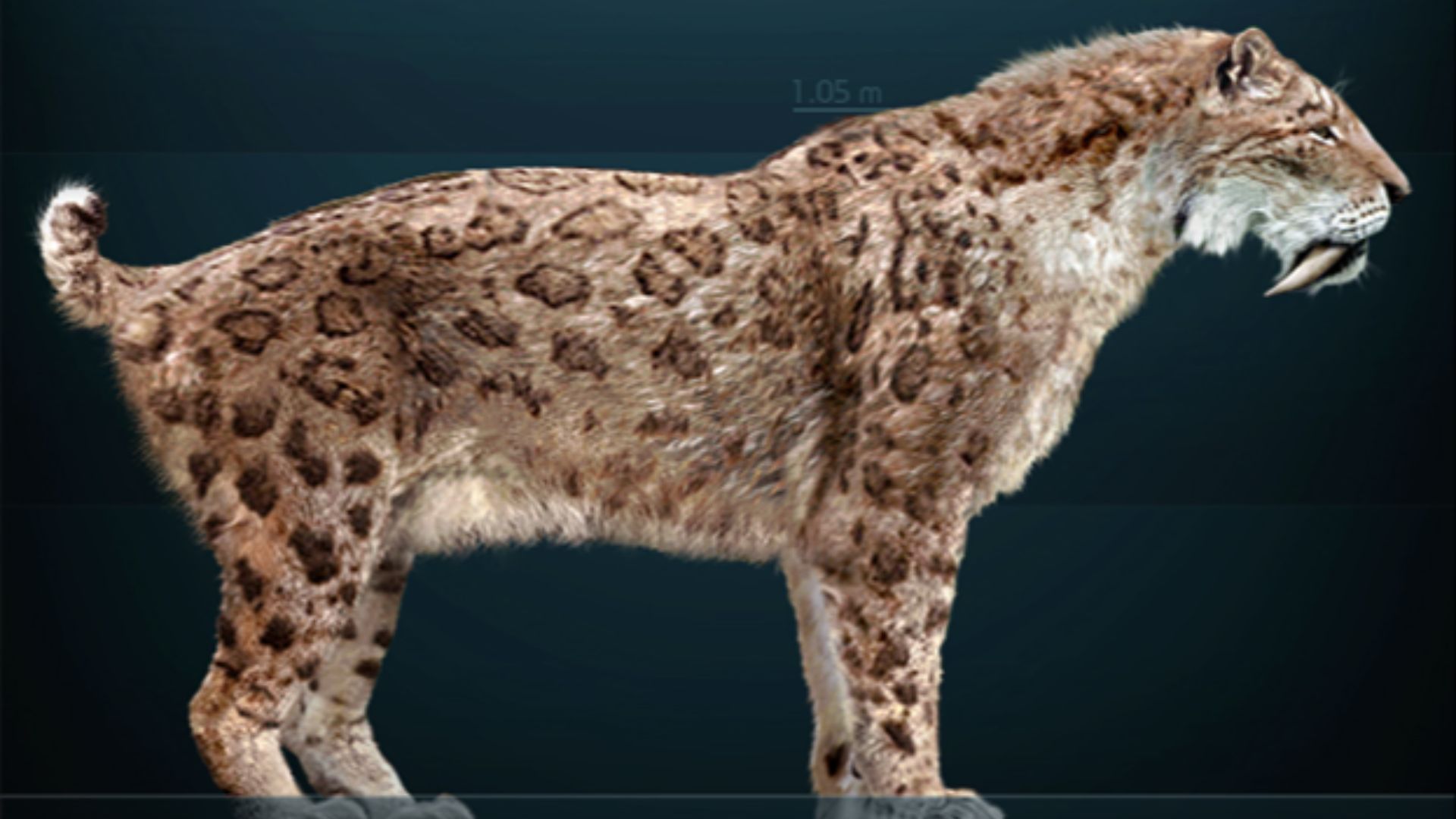 8. Le Smilodon était bien plus grand que la plupart des félins actuels