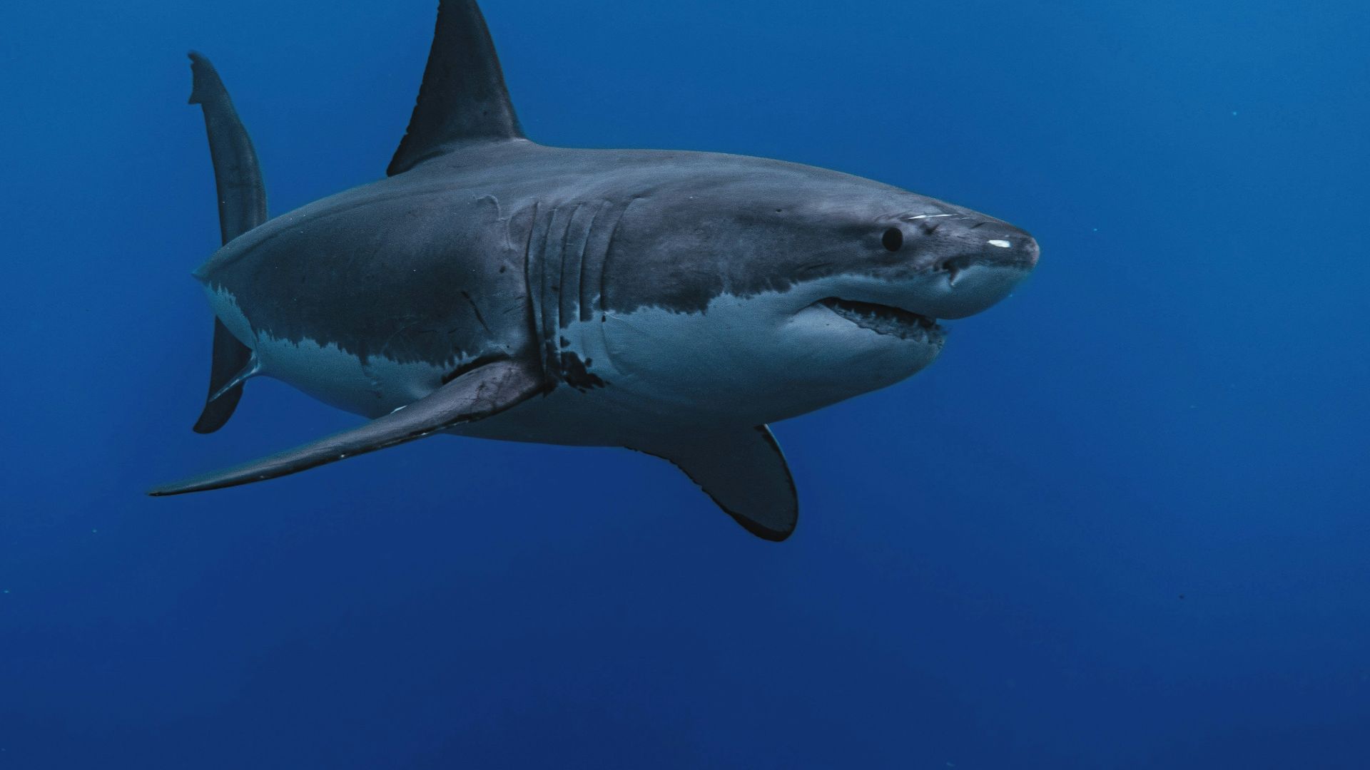 11. Il aurait pu partager ses ressources alimentaires avec les grands requins blancs