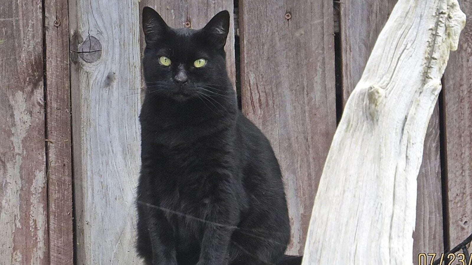 6. Black Devil Cats