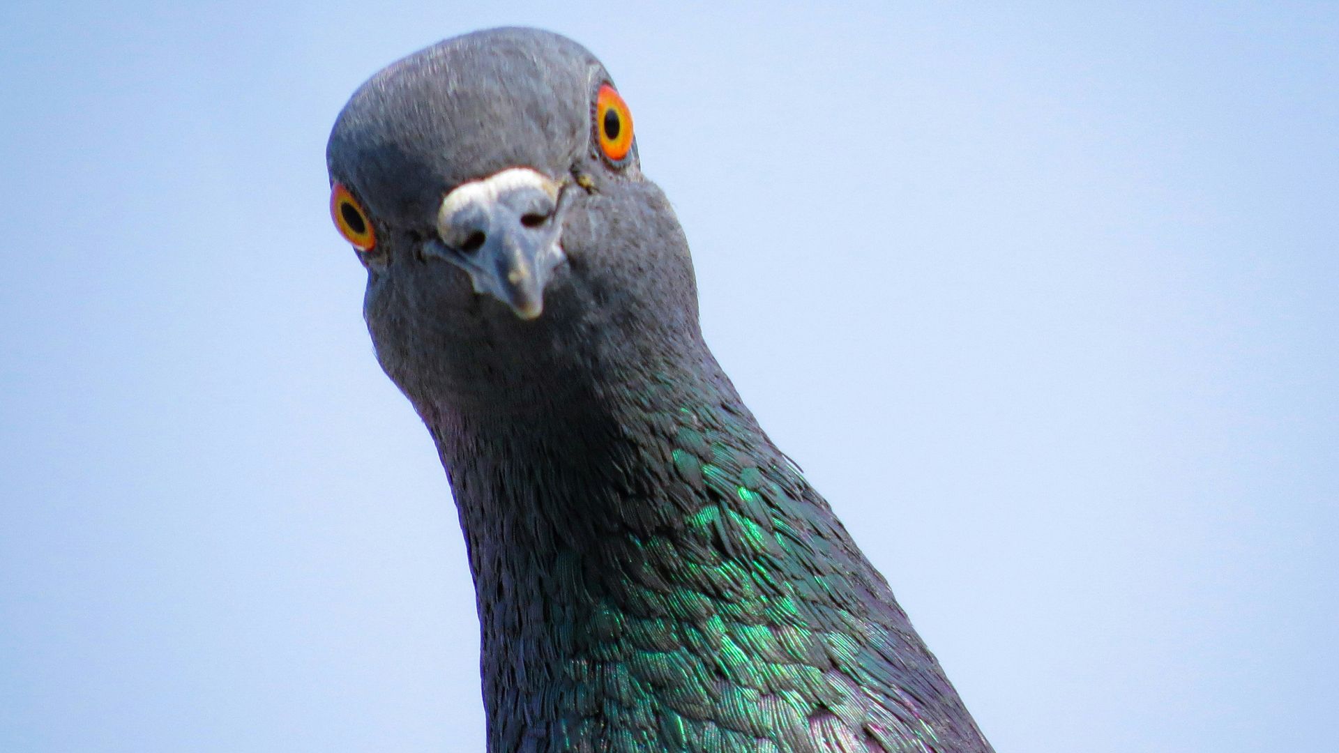 20. Le pigeon migrateur n’est pas le seul signal d’alarme