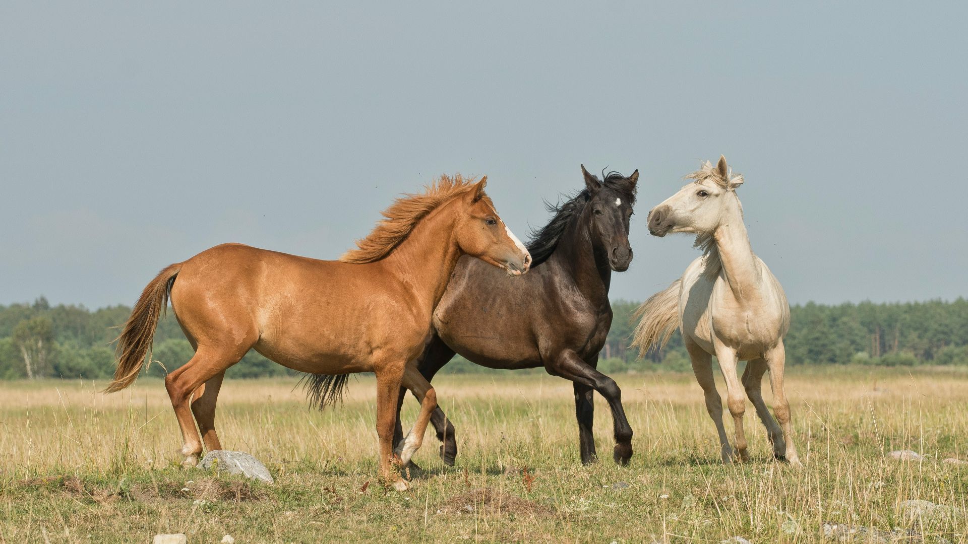 20. Les chevaux dans la culture de la Grèce antique