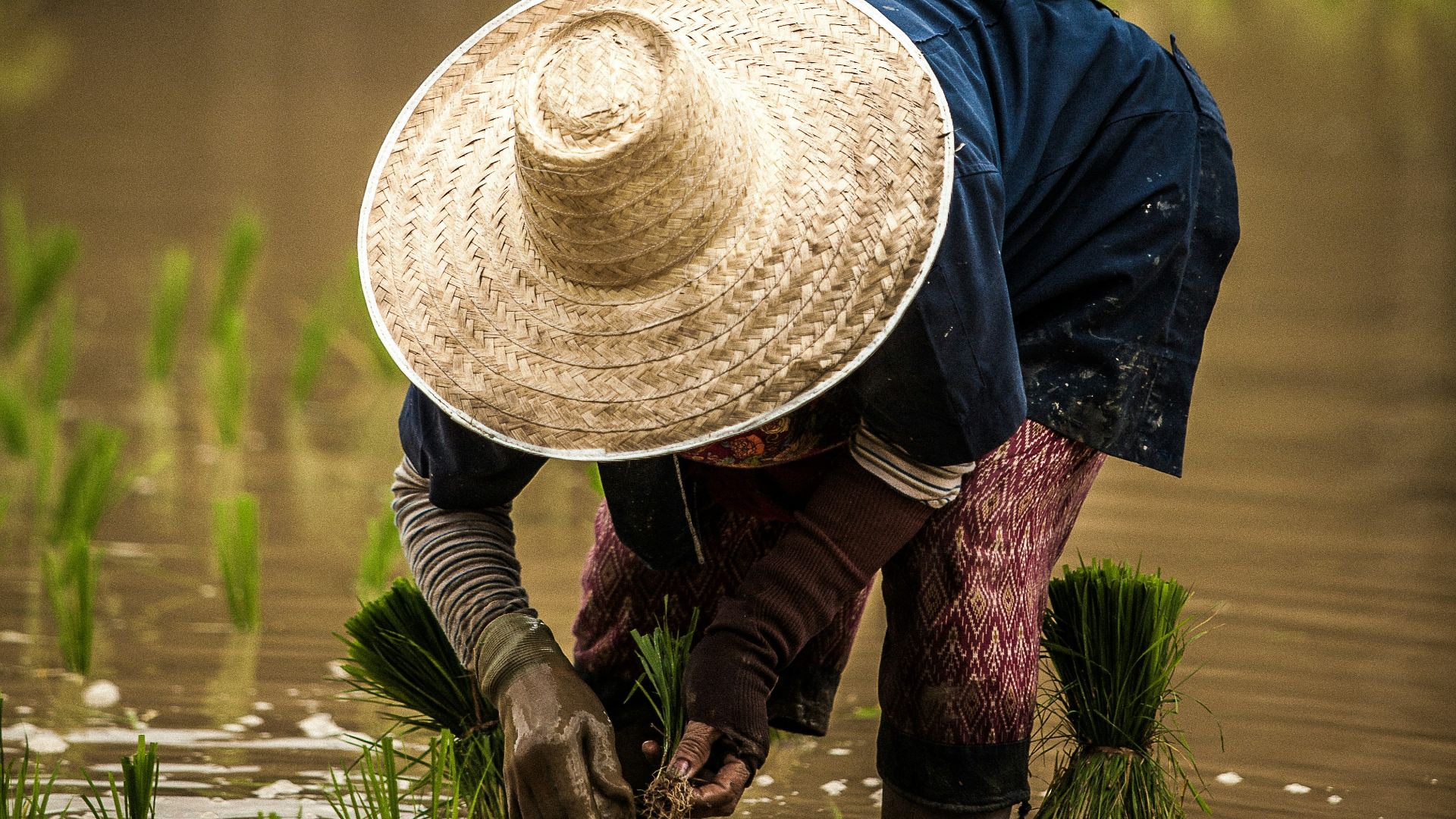 6. Beaucoup d'entre eux étaient agriculteurs lorsqu'ils ne travaillaient pas