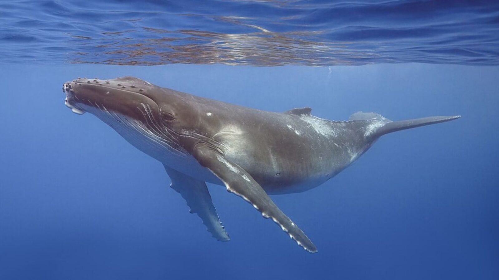 8. Michael Packard a été brièvement avalé par une baleine