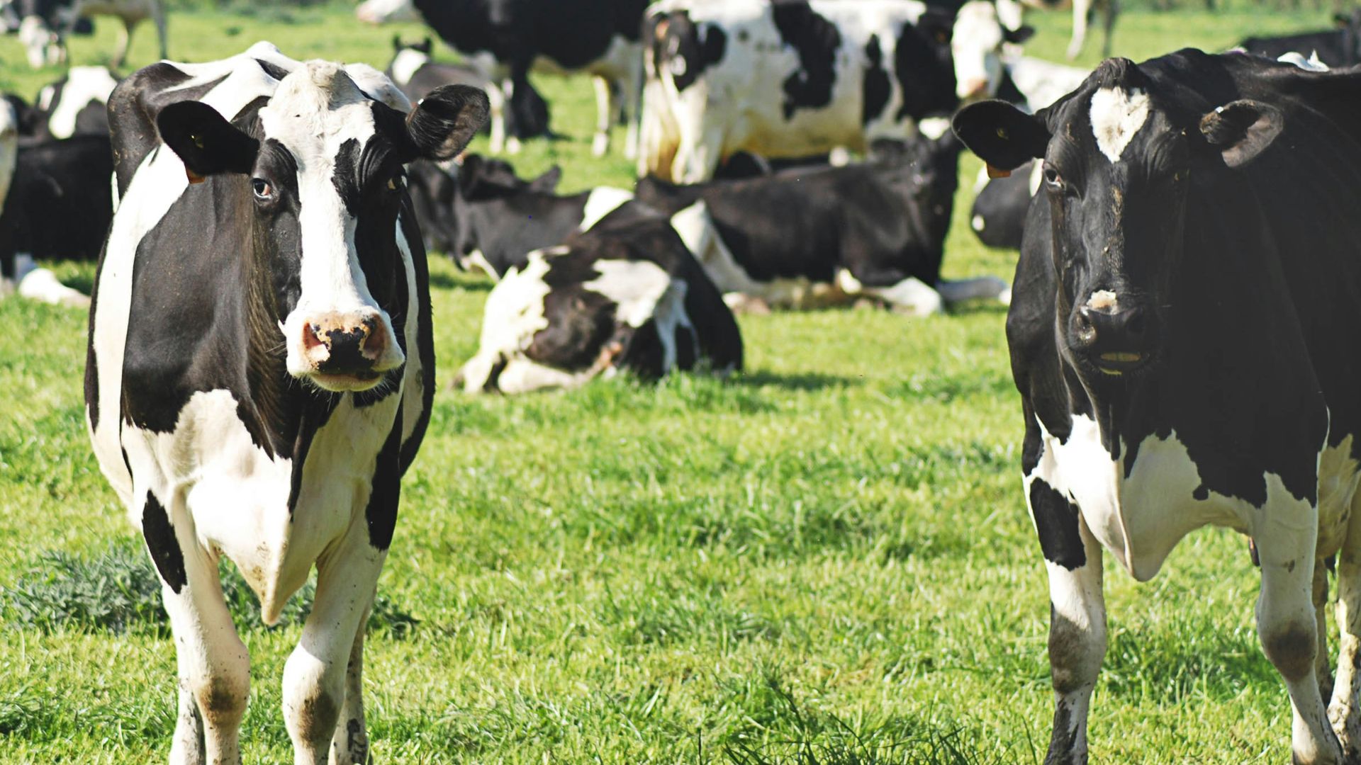 5. Les vaches dans l'Égypte antique