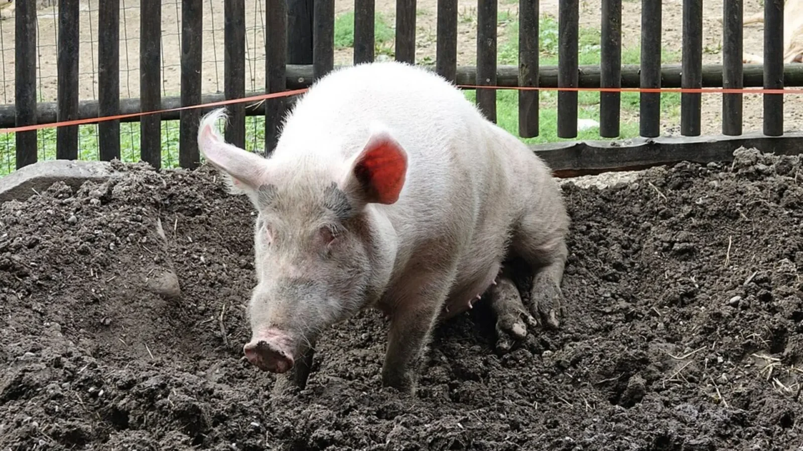 1. Turns Out The Hatfields And McCoys Fought Over Way More Than A Pig
