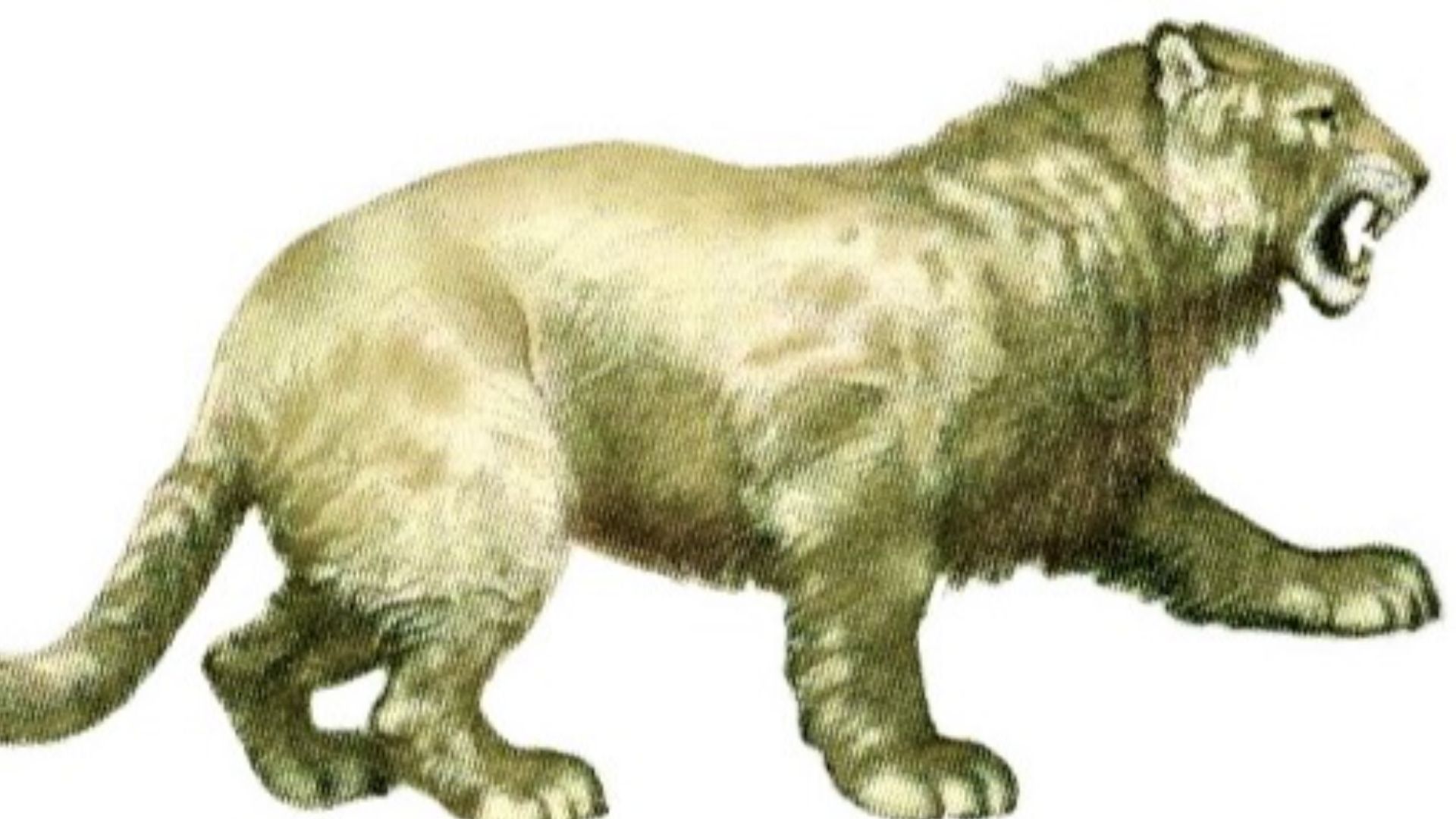 16. Le lion des cavernes était plus grand que les lions actuels