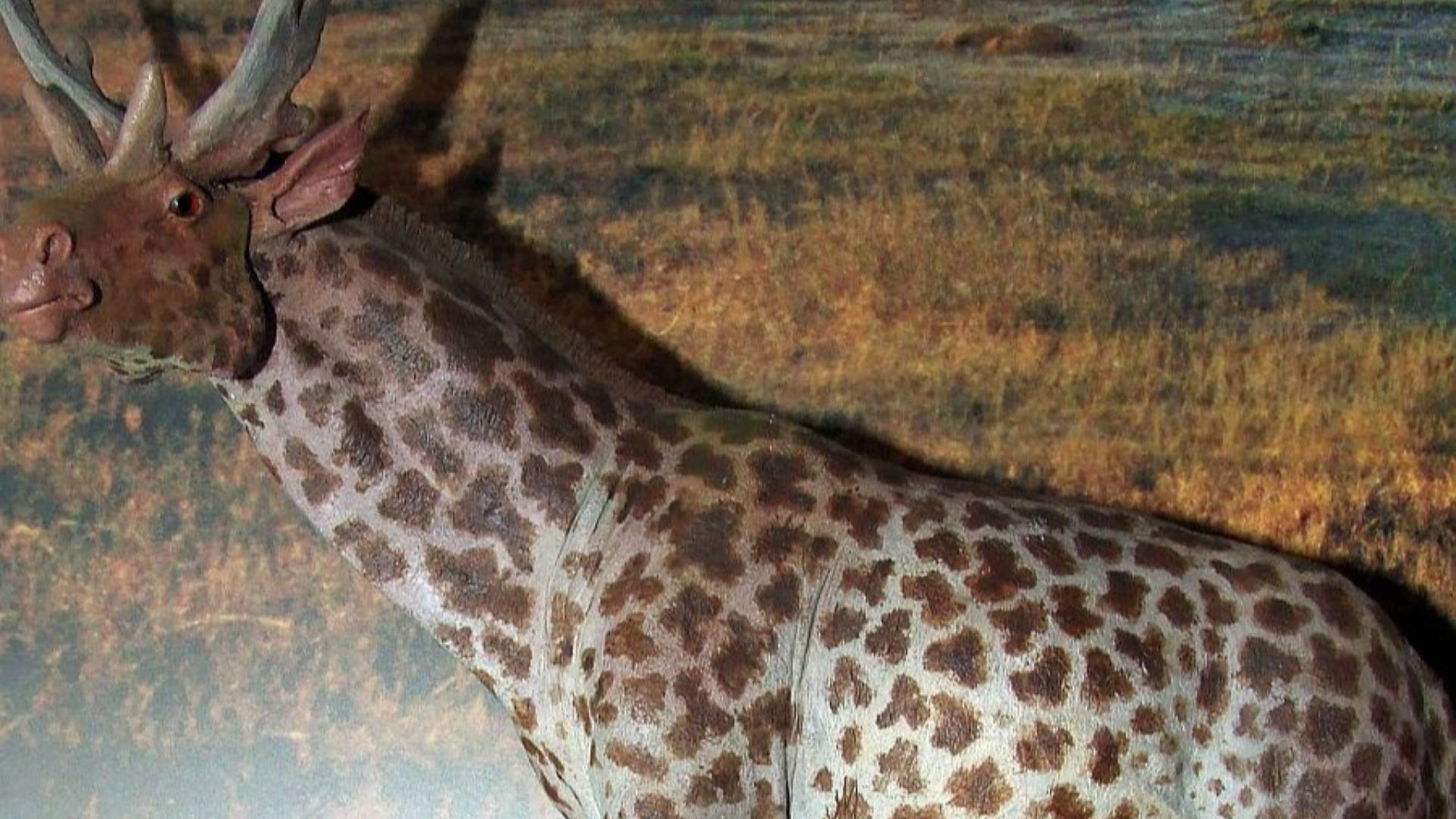 17. Le Sivatherium était un parent géant des girafes