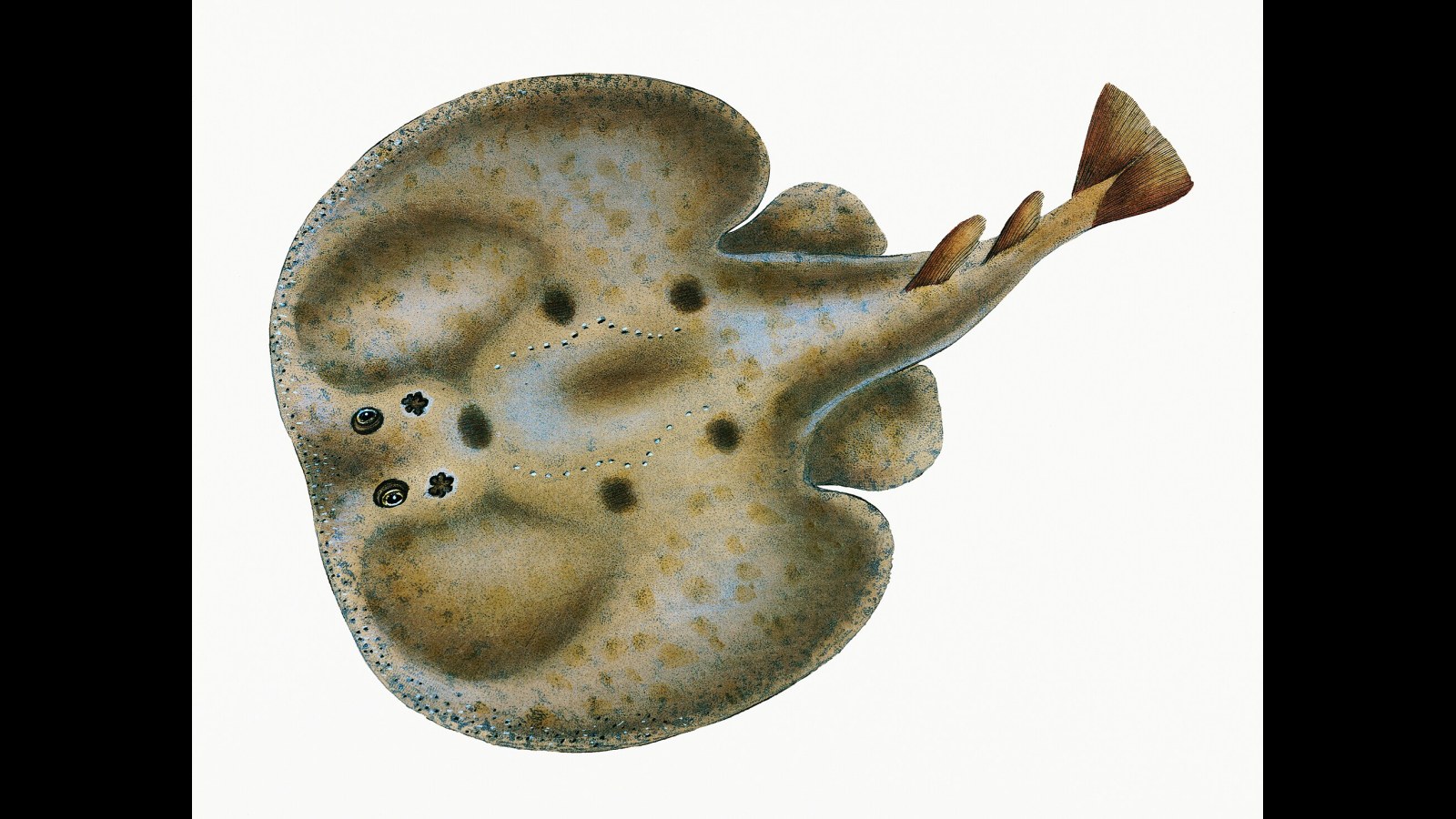 1. Ancient Rome's Cure Was A Live Electric Fish