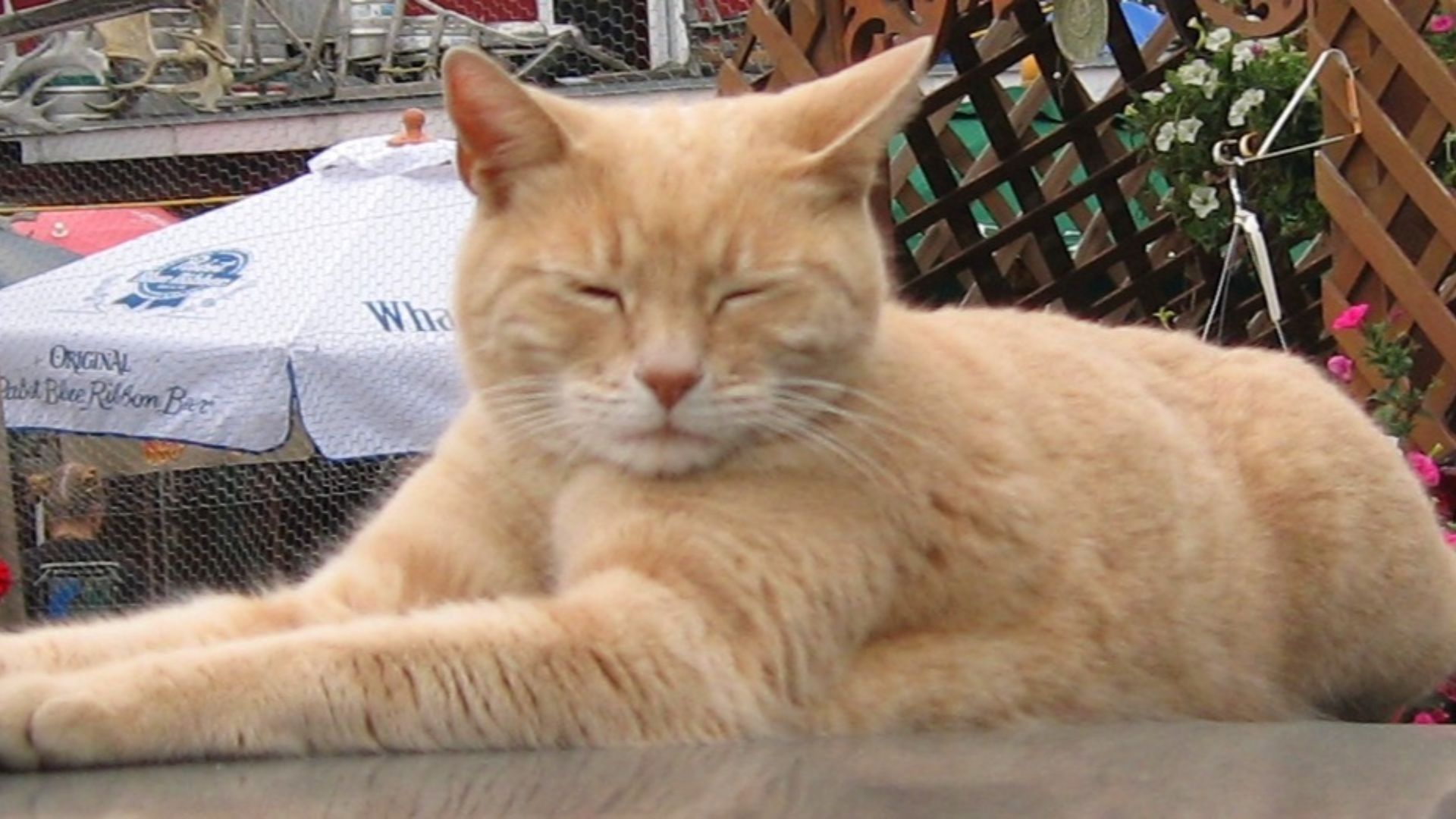16. Stubbs