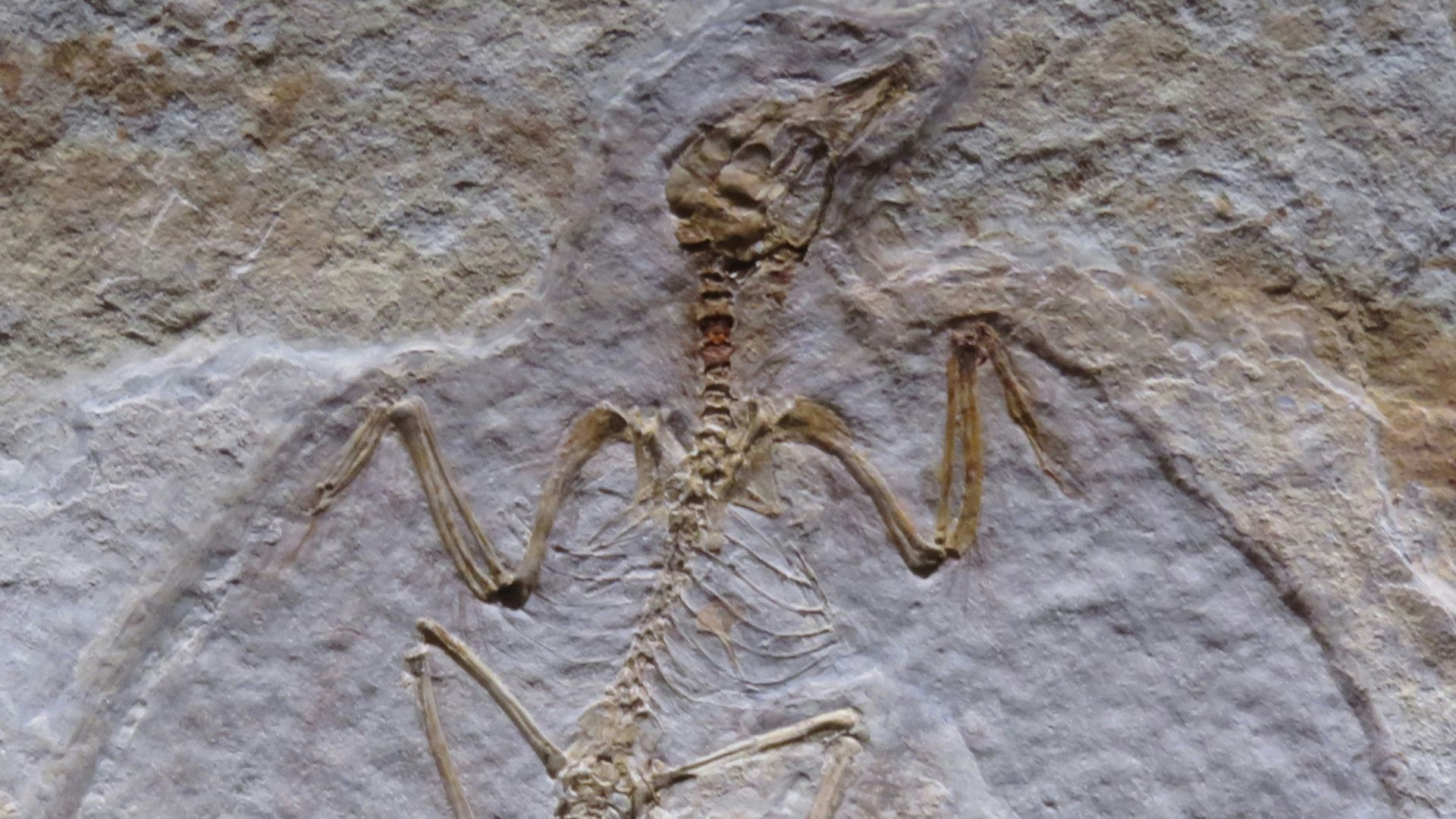 5. Les ptérosaures étaient des dinosaures volants