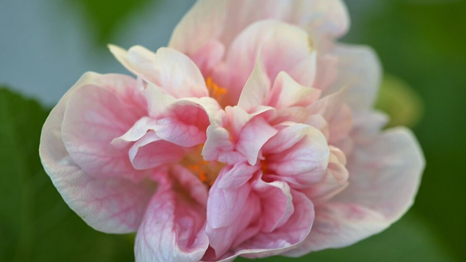 7. Le langage des fleurs ne disposait pas d'un dictionnaire officiel