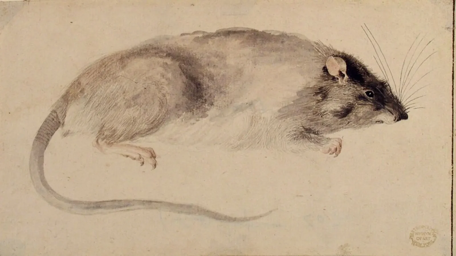 2. It All Started Because Of Rats