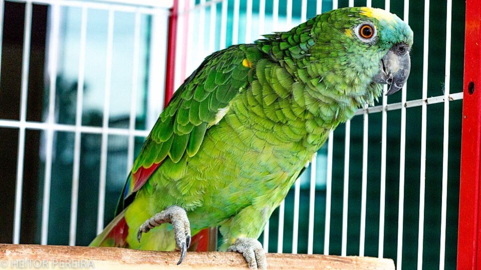 13. Even A Family Parrot Got Sick