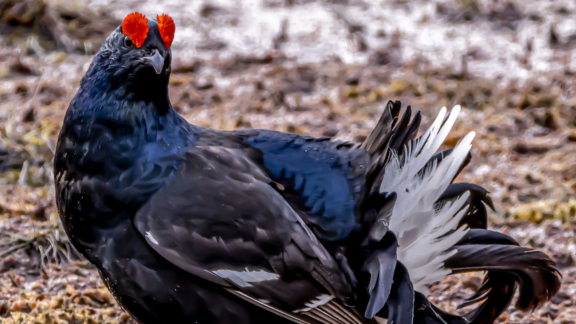4. La poule des landes